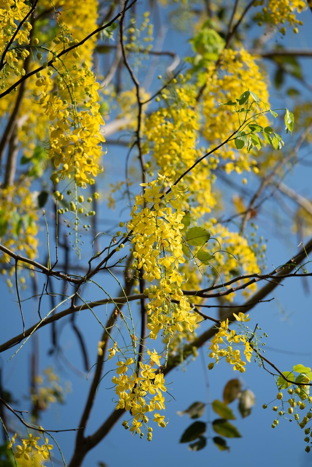 Cassia_fistulosa_Zaki_Jamil