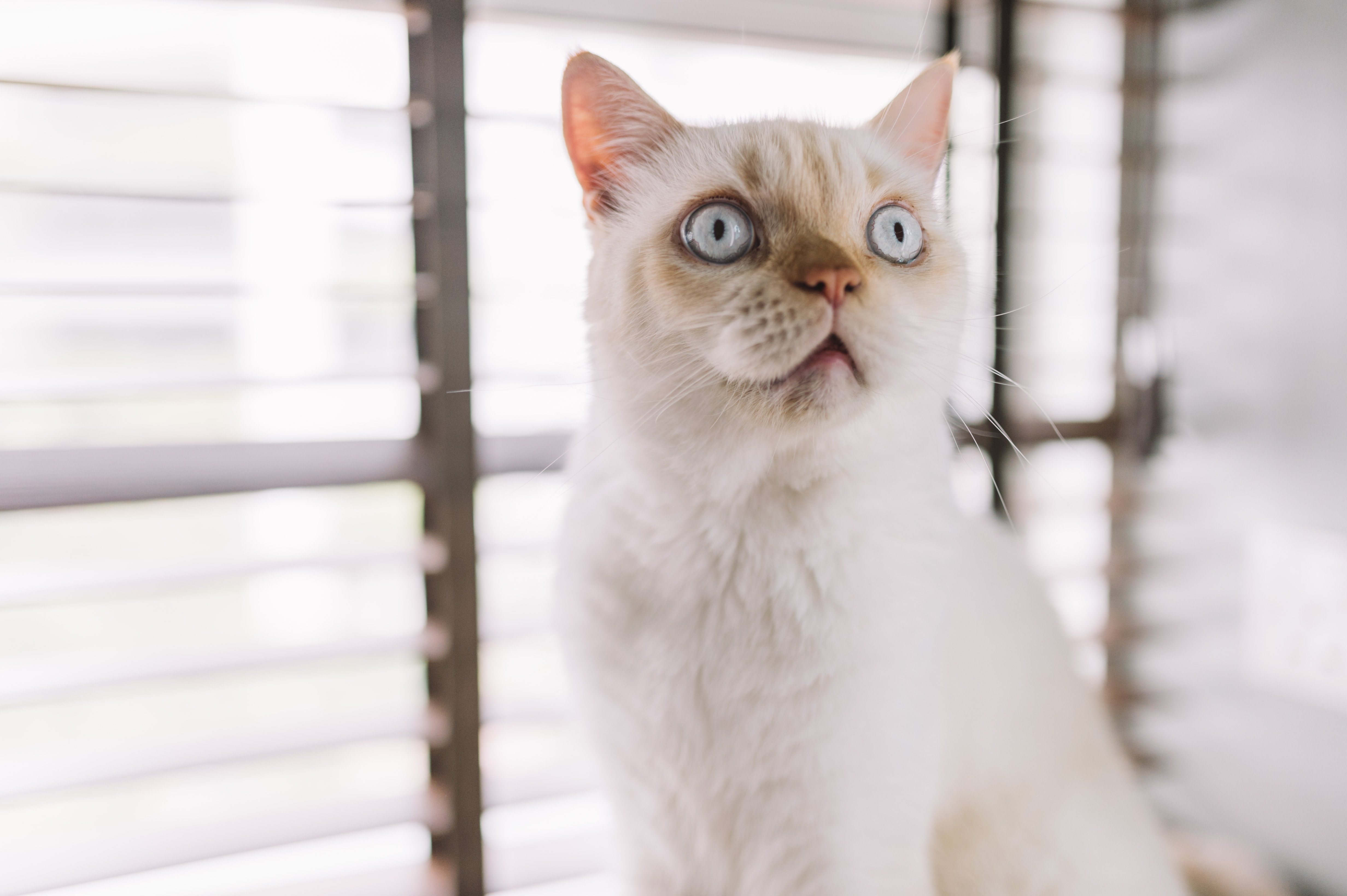 cat_1