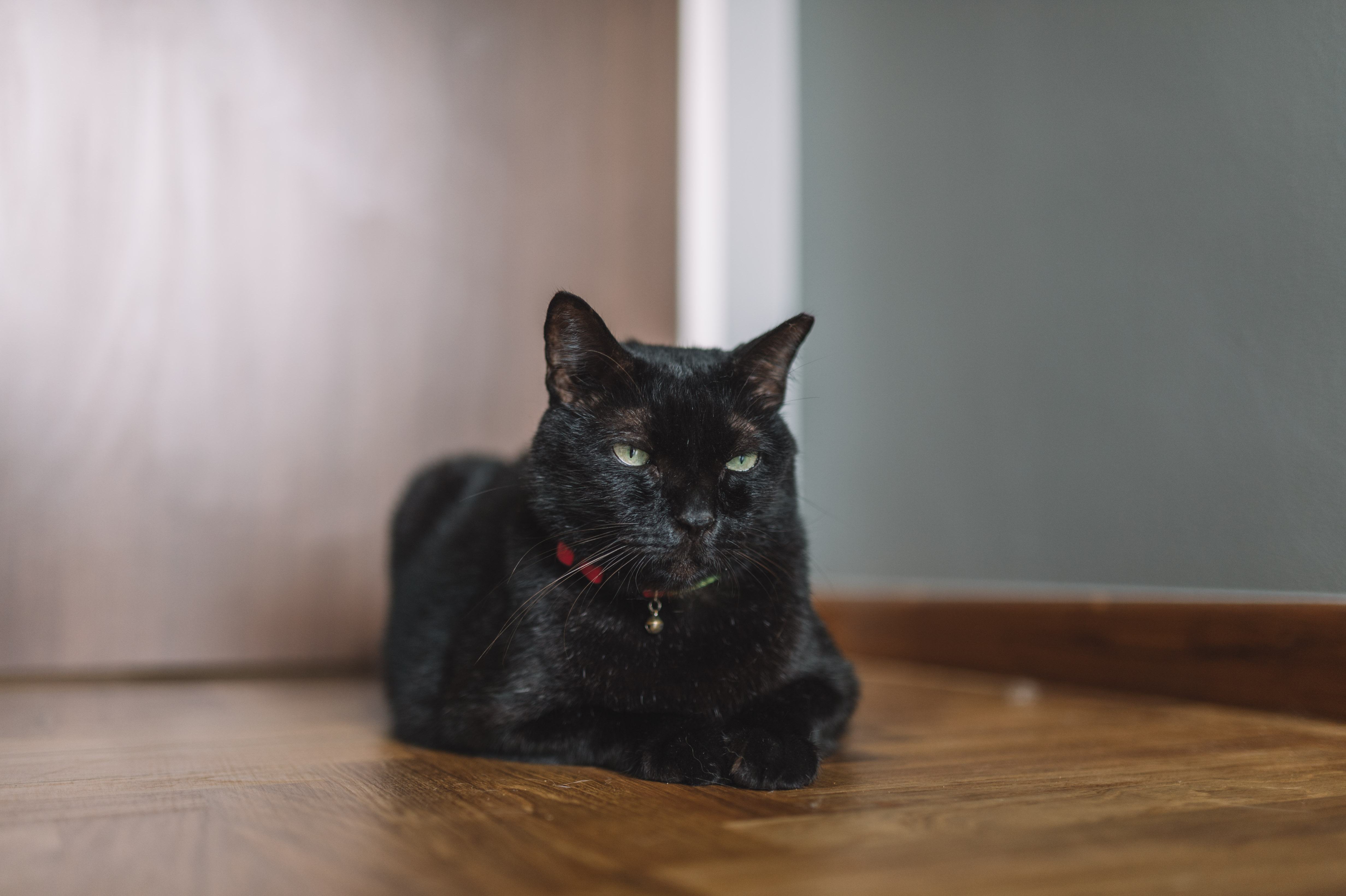 cat_2