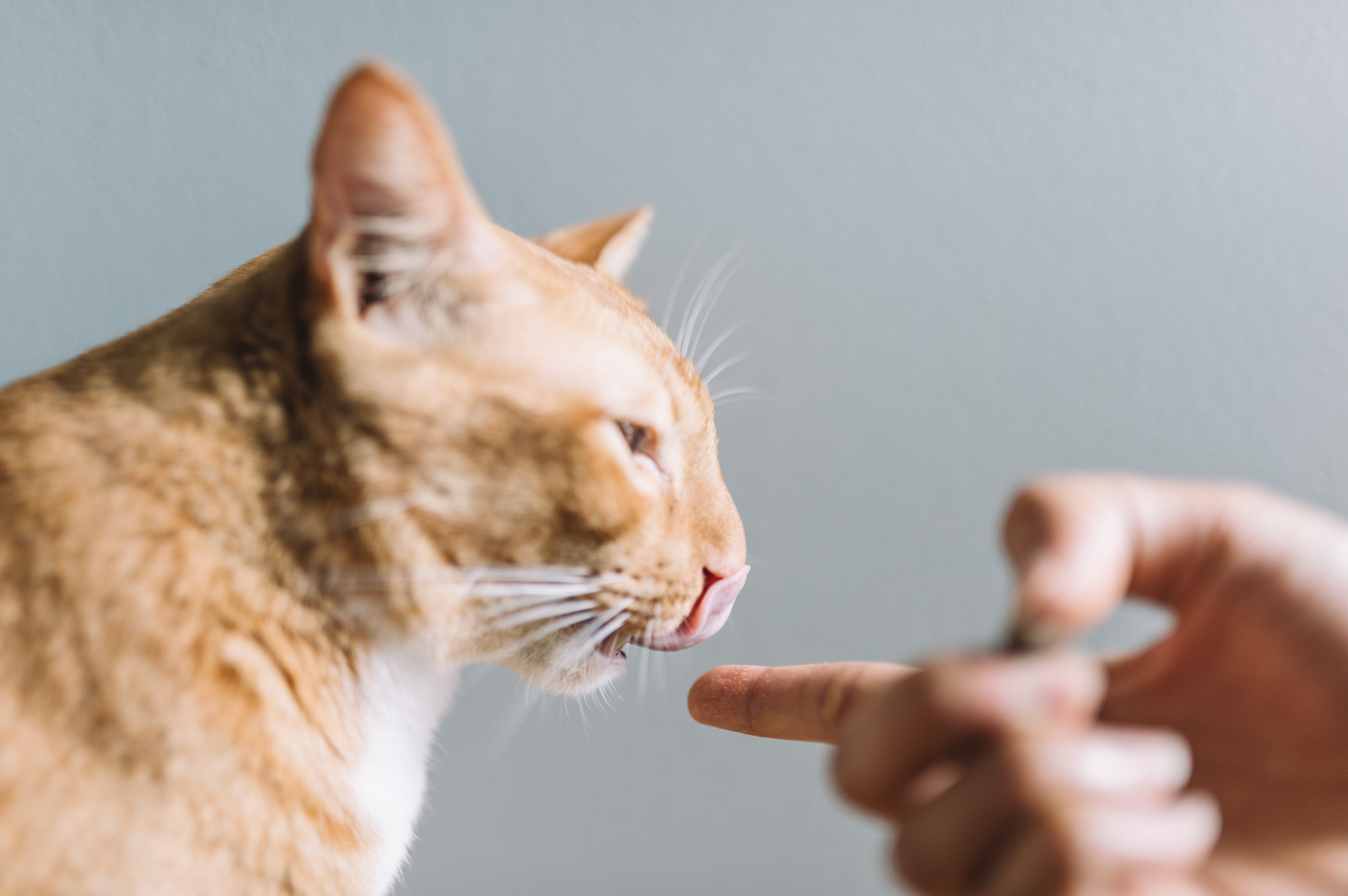 cat_3