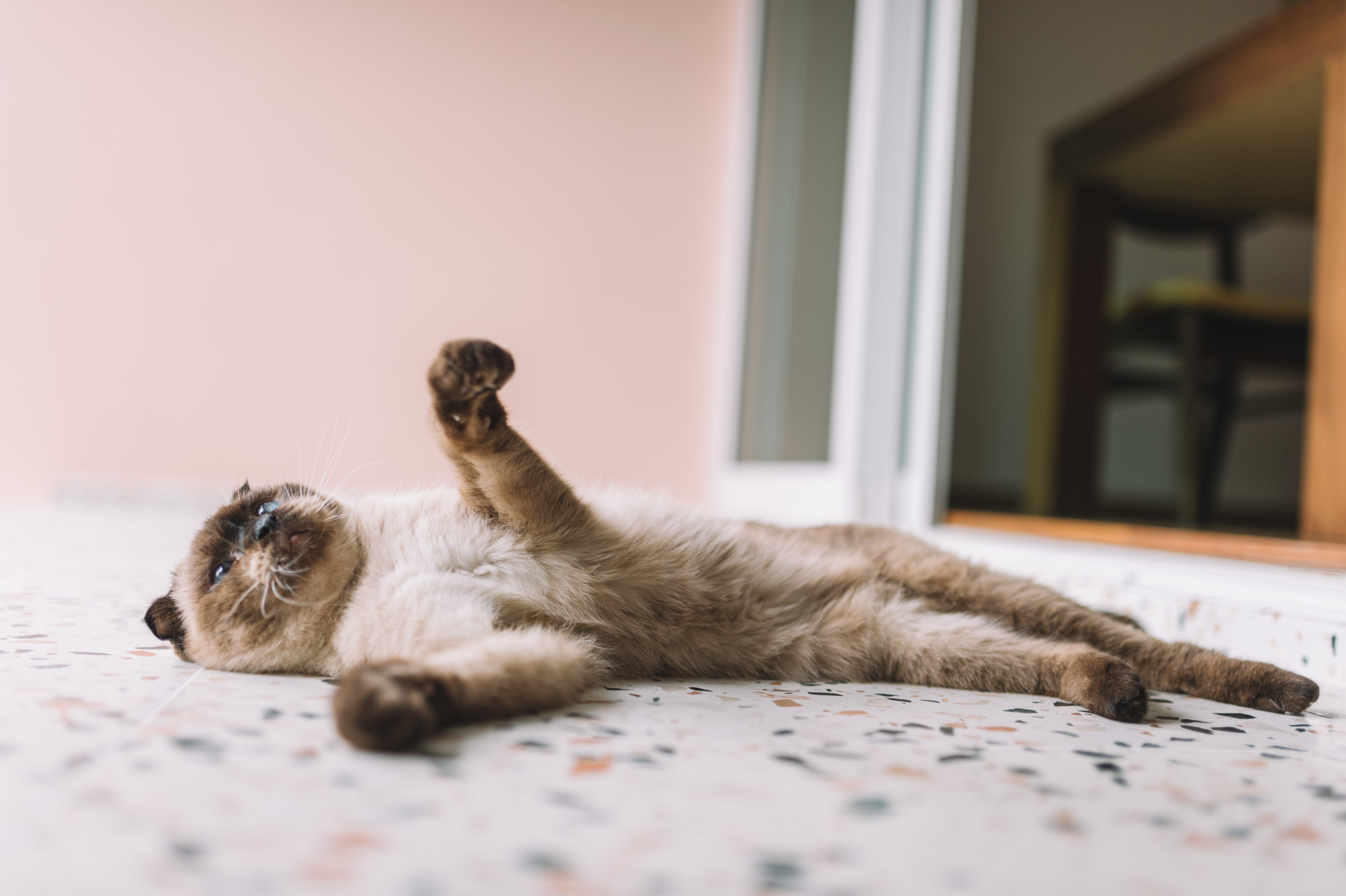 cat_4