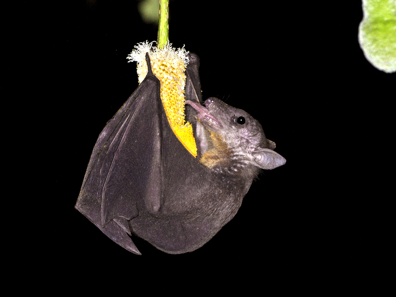 cave-nectar-bat-on-petai