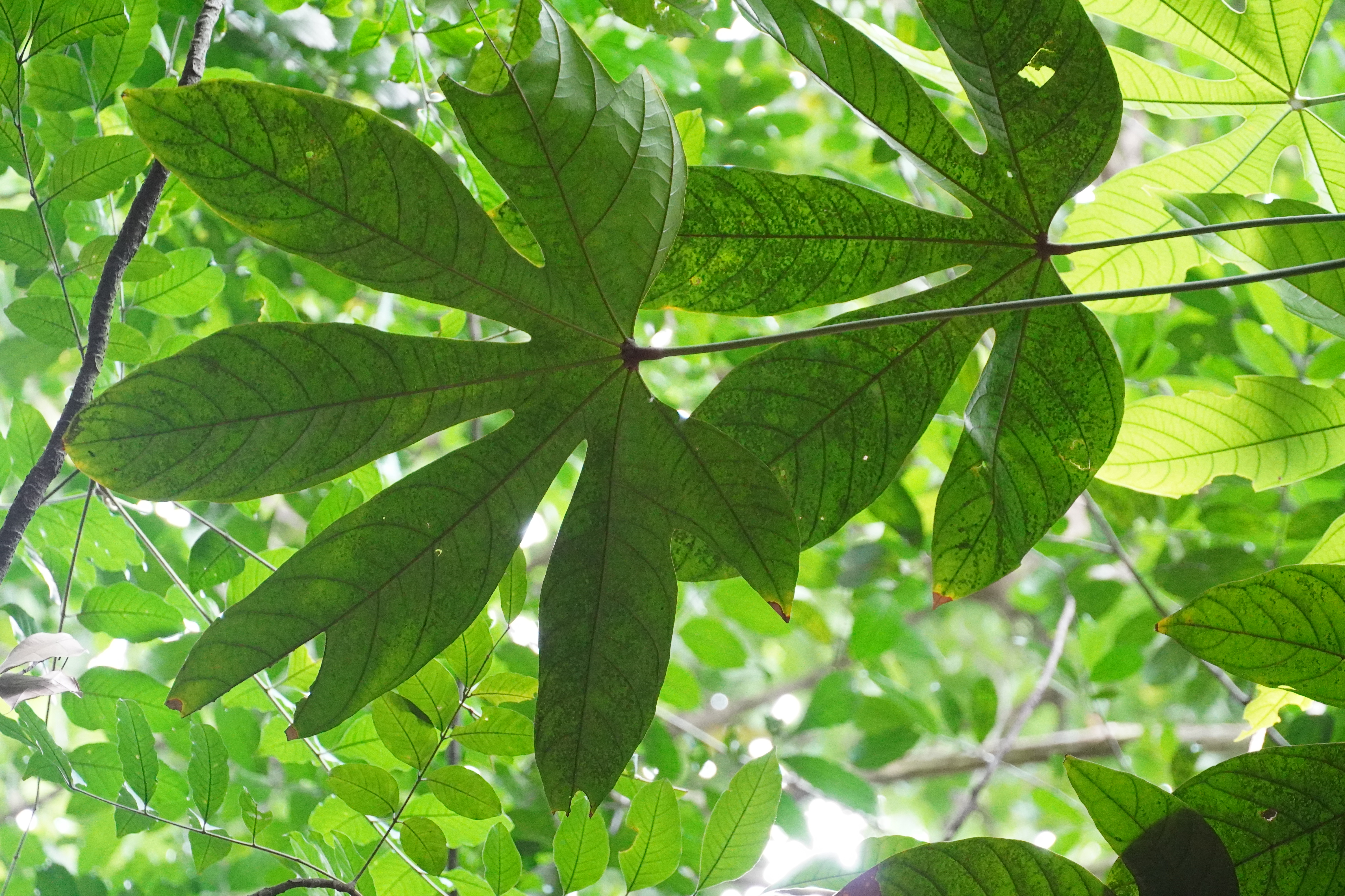 Cheng Tng Tree_Leaves
