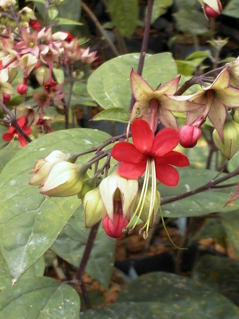 Clerodendrum thomsoniae
