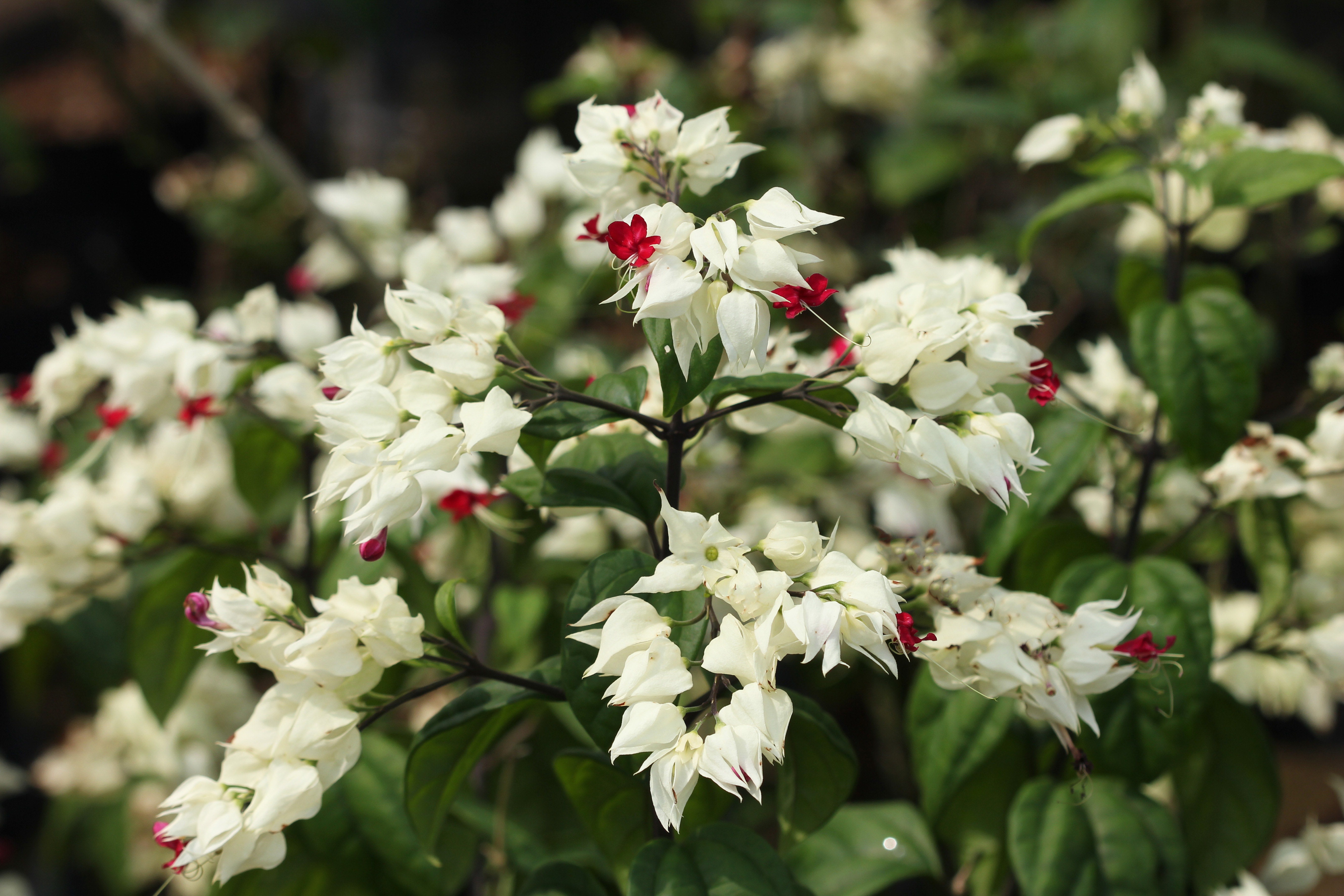 Clerodendrum thomsoniae_Pauline Tay