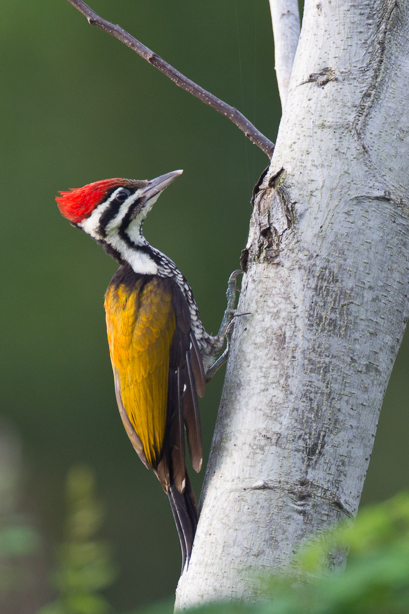 Common Flameback