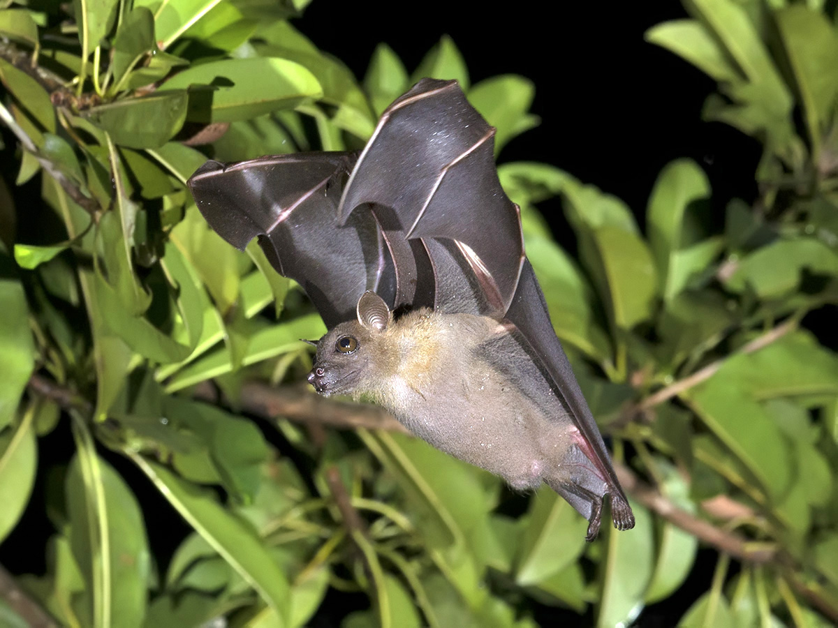 common-fruit-bat