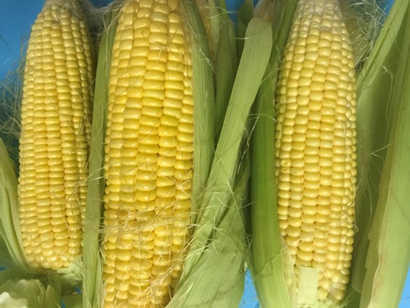 corn