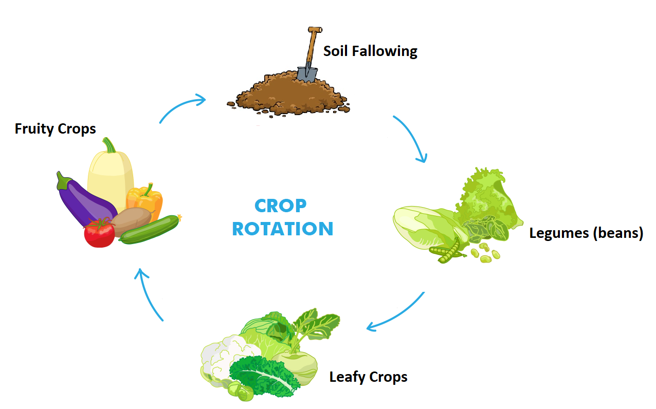 Crop rotation