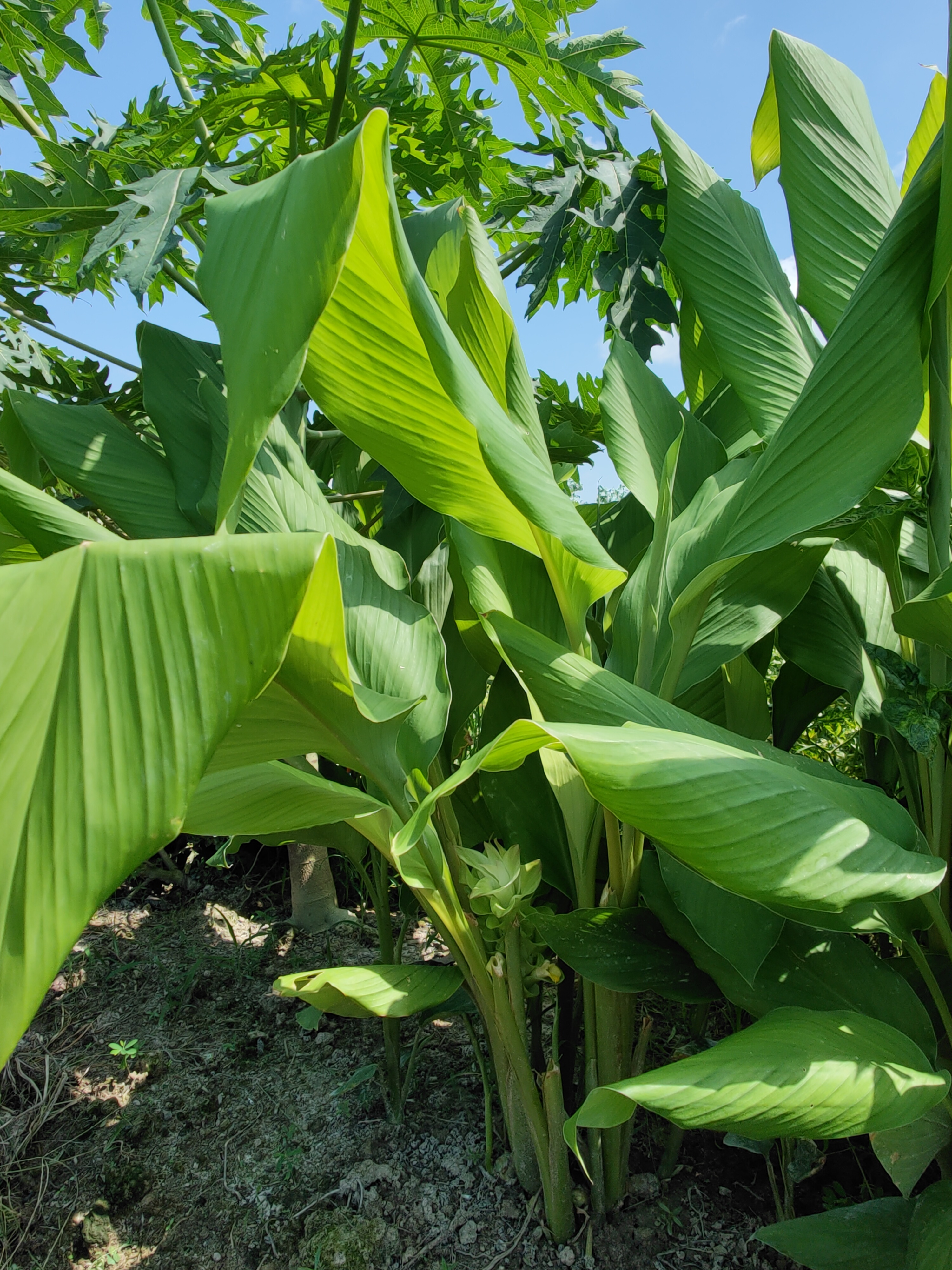 Curcuma longa_Pauline_Tay_plant