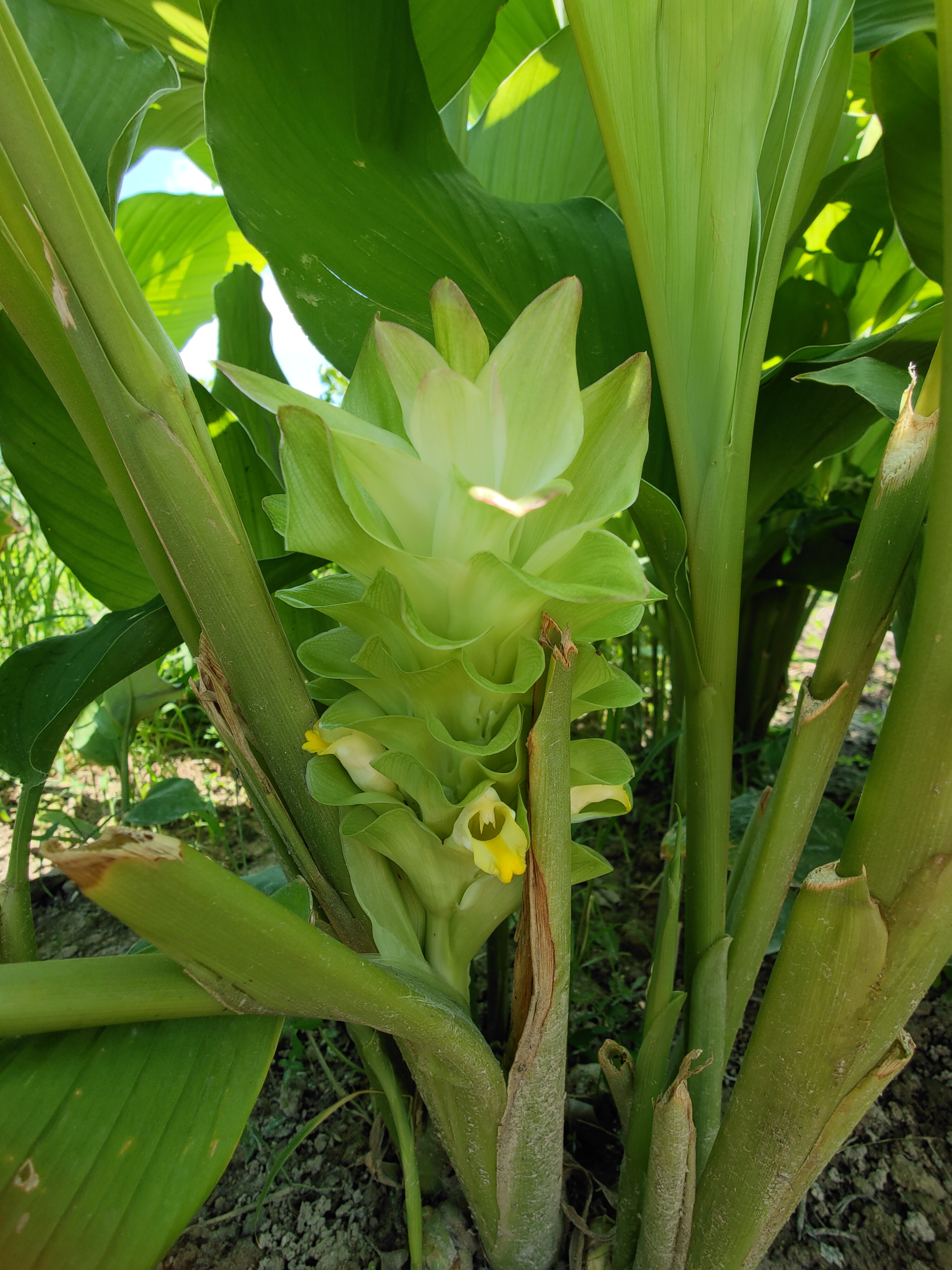 Curcuma_longa_Pauline_Tay_inflorescence