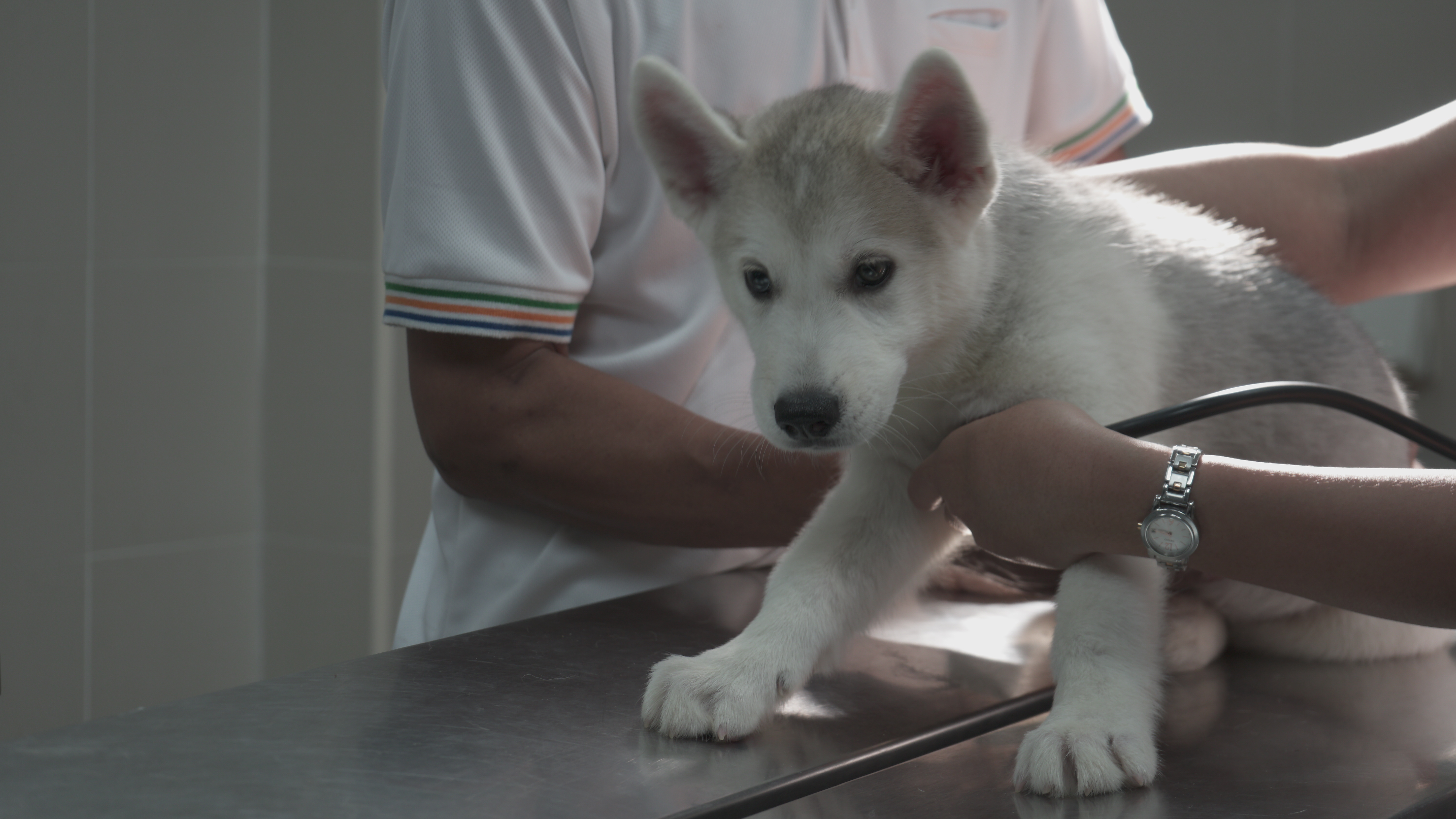 Dog 3