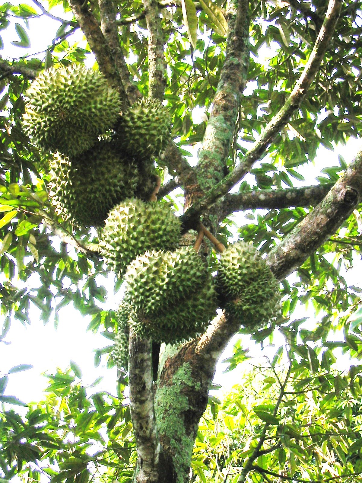 Durio zibethinus