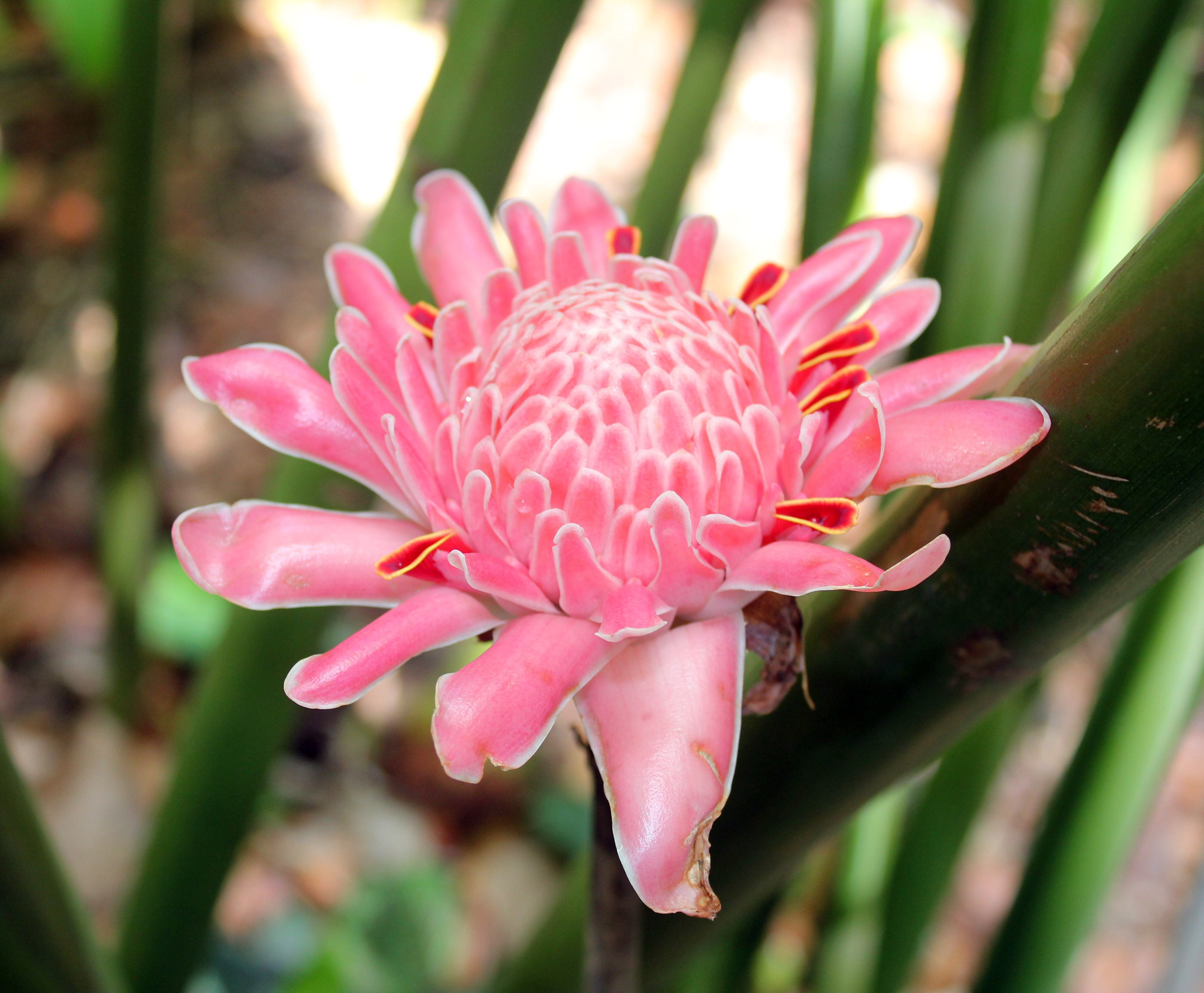 Etlingera elatior_5_ Pauline Tay