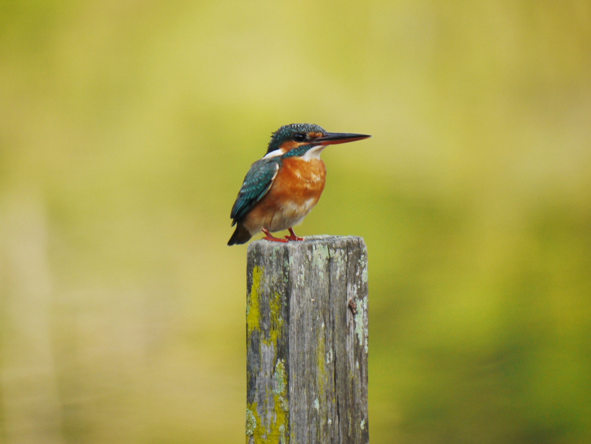 common kingfisher