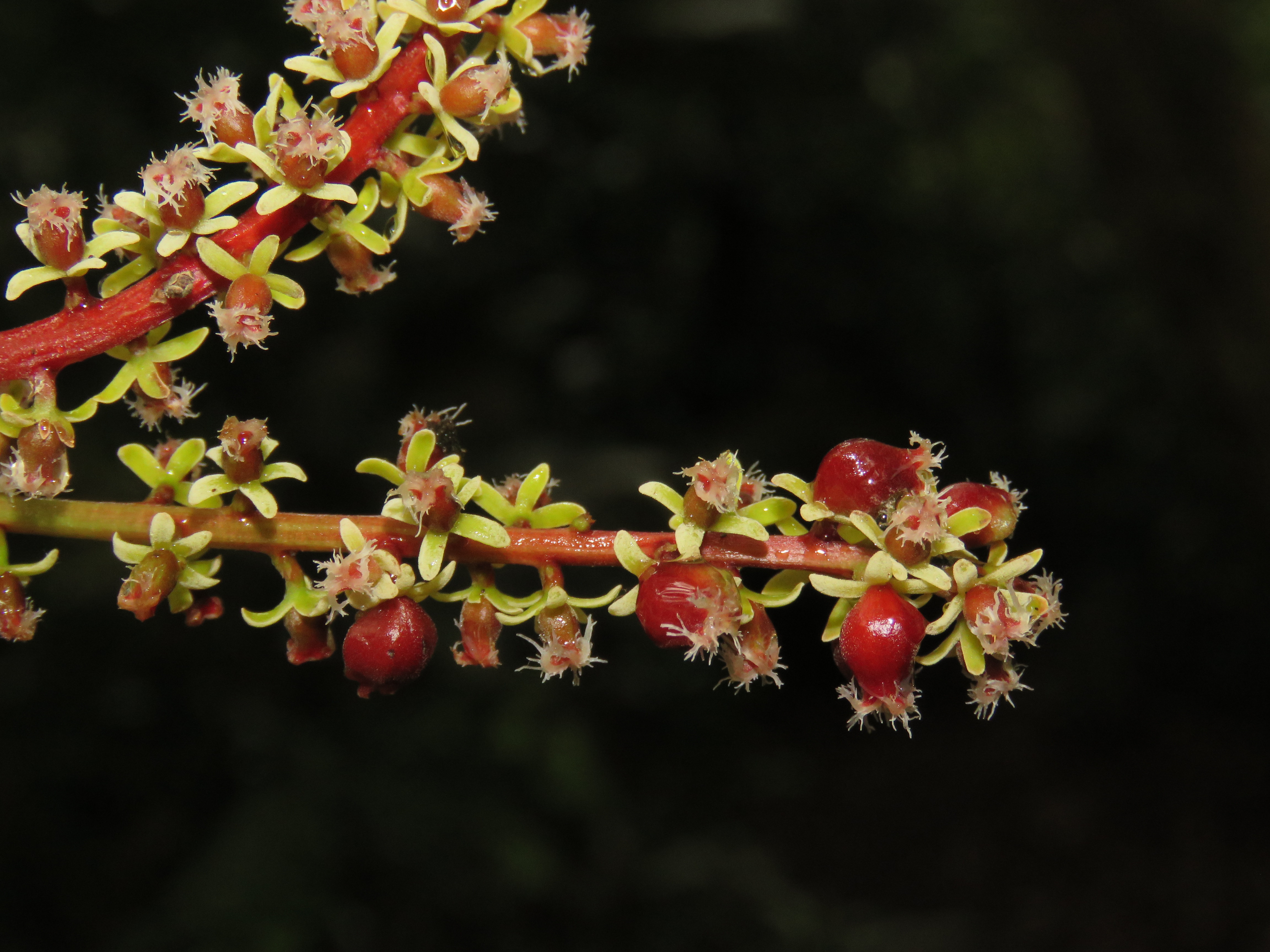 Fruit Close up