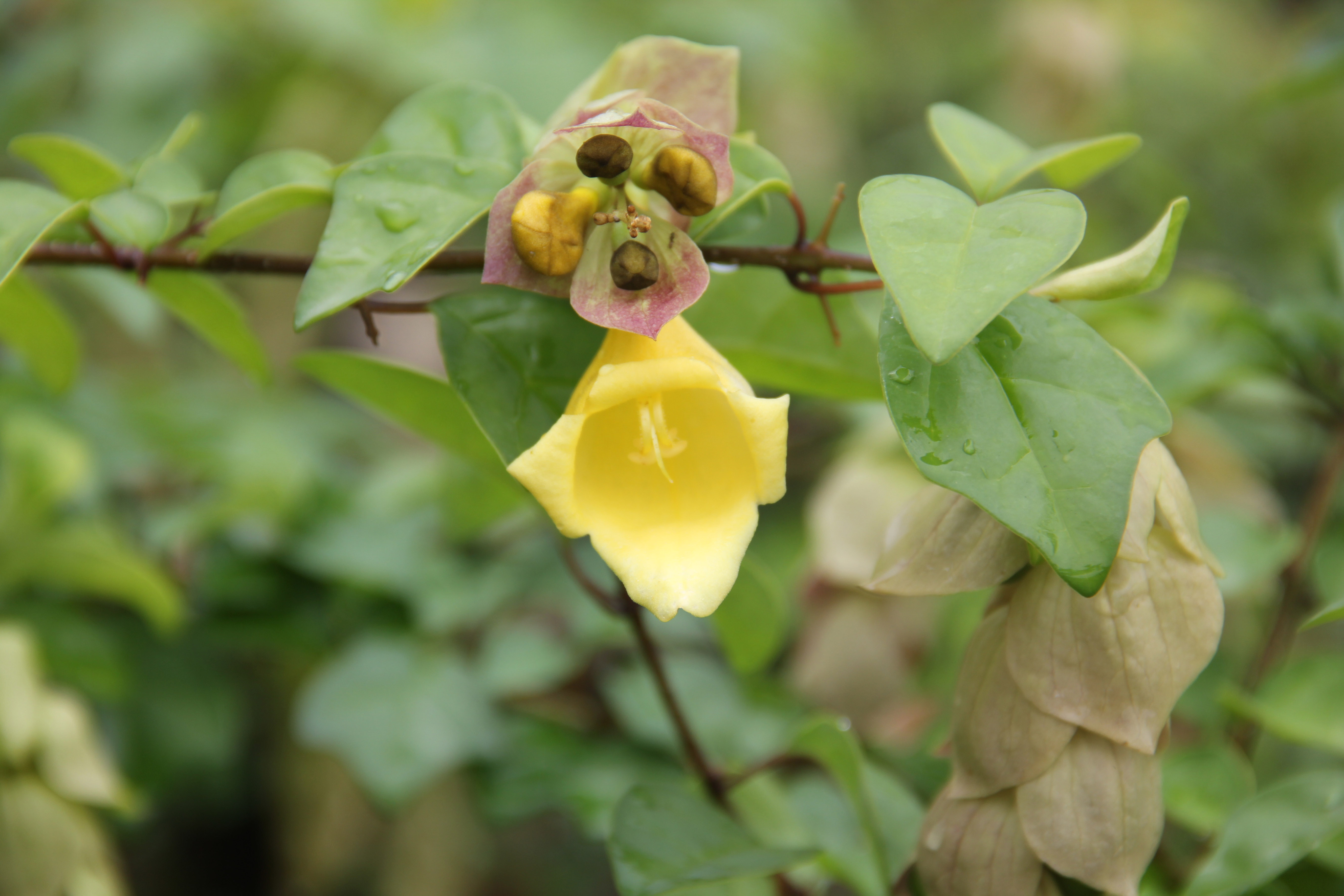 Gmelina philippinensis