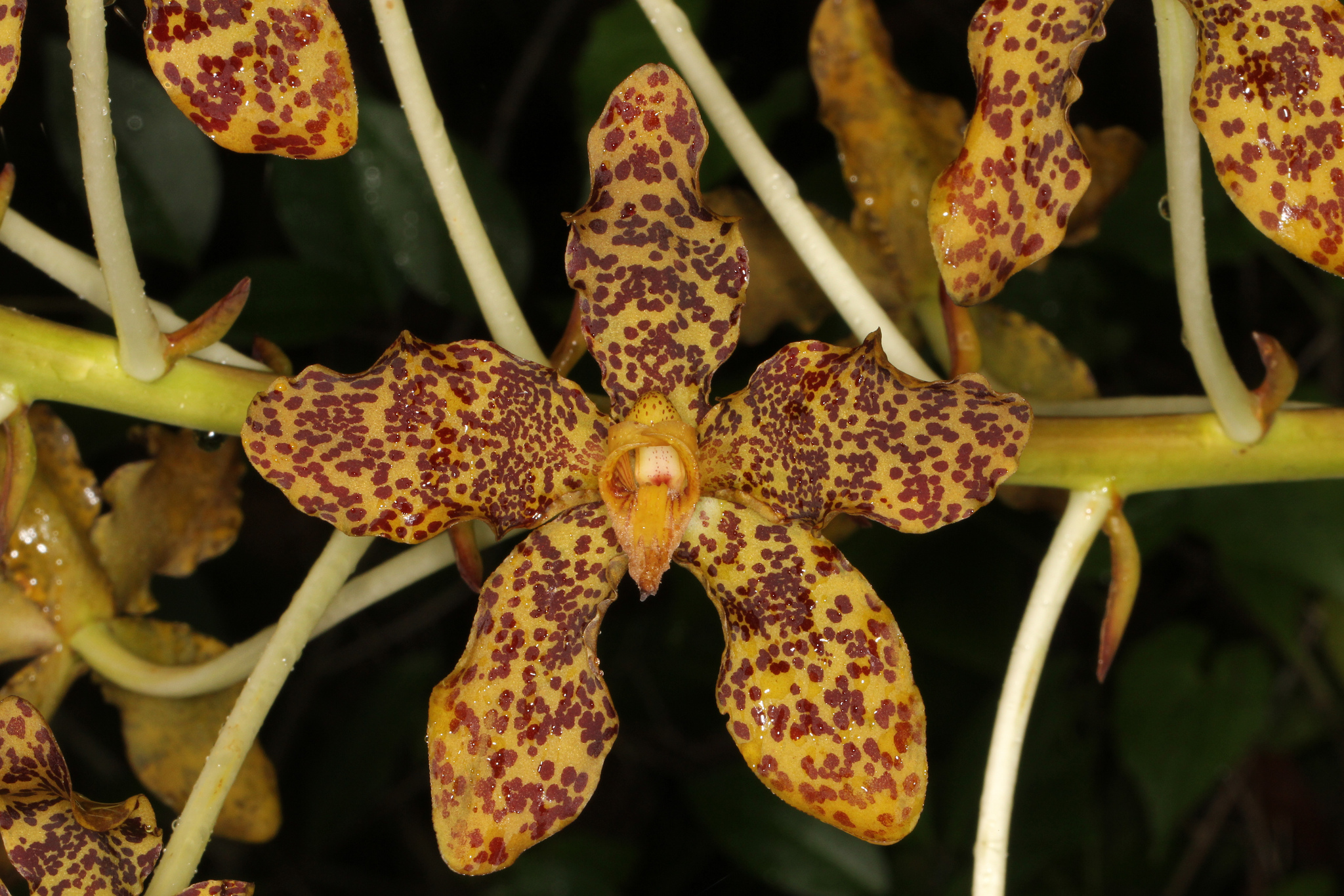 Grammatophyllum speciosum