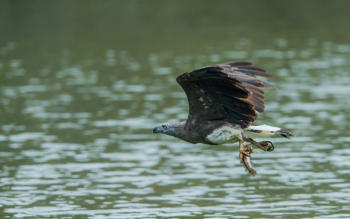 Grey-headed fish eagle