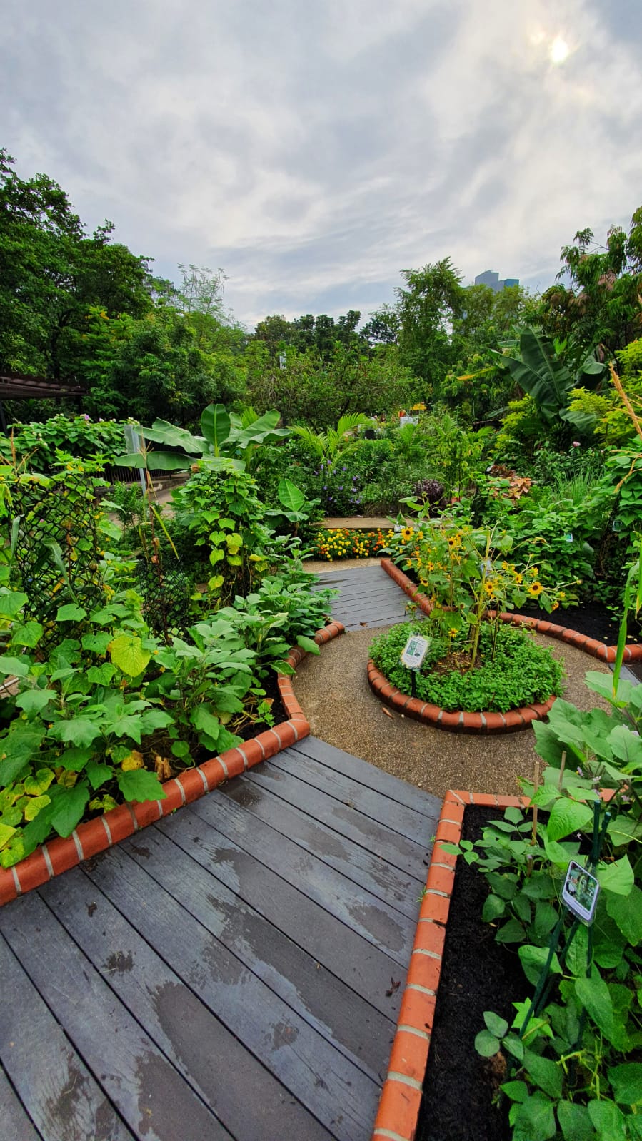 Practice Companion Planting