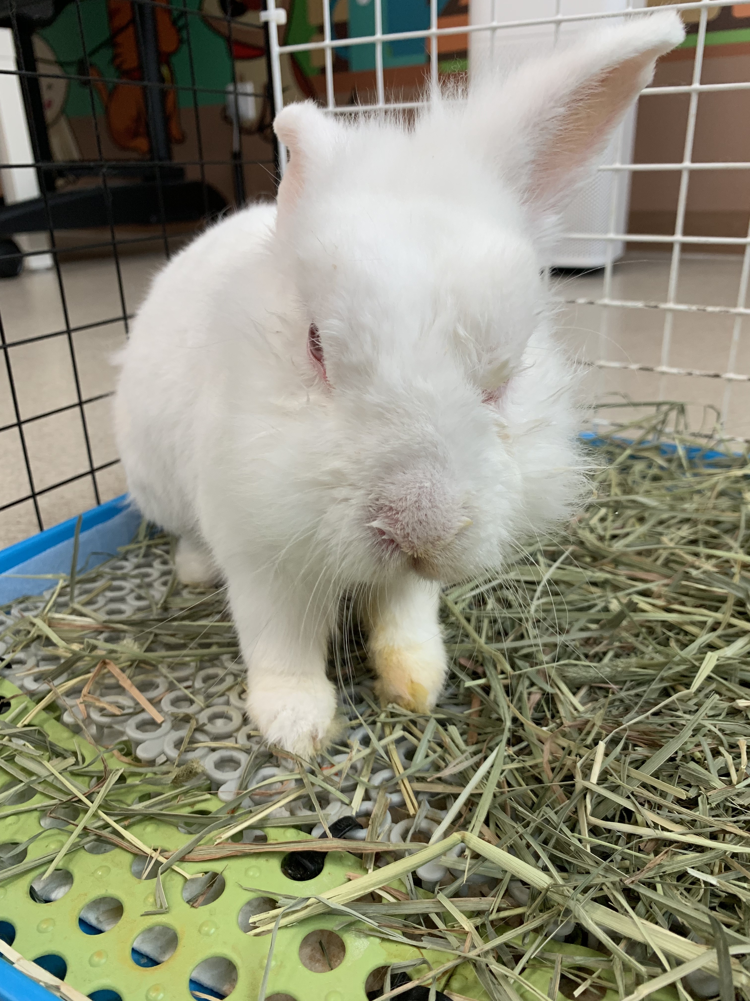Rabbit 1