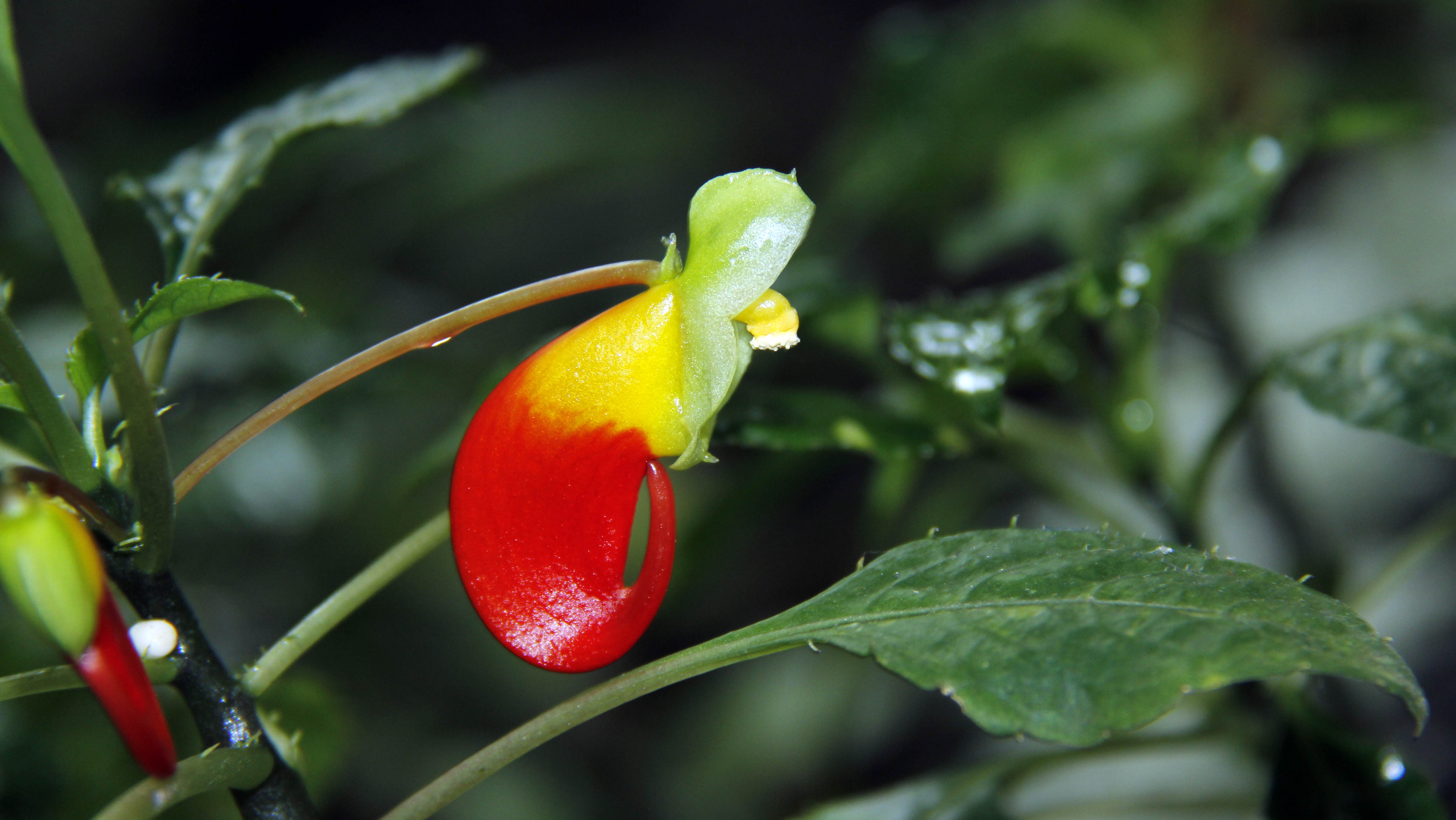 Impatiens niamniamensis