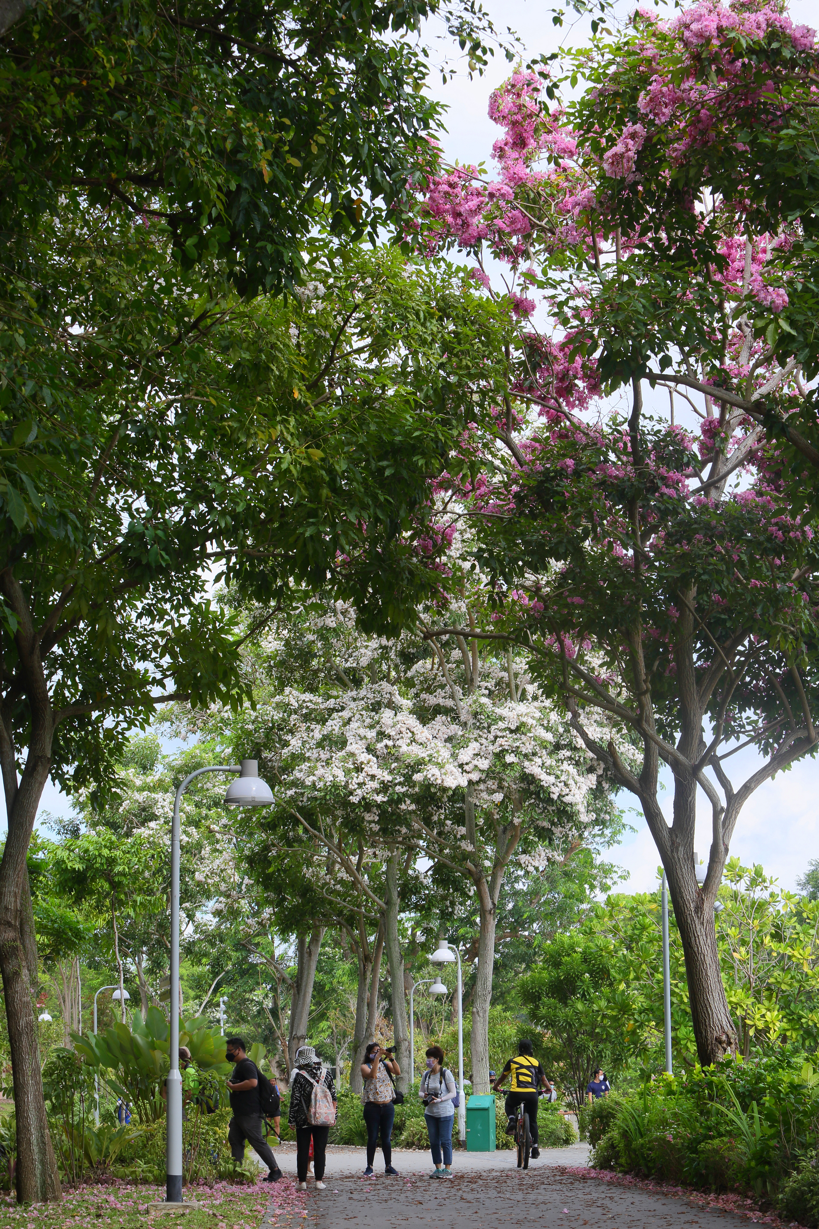 Jurong Lake Gardens