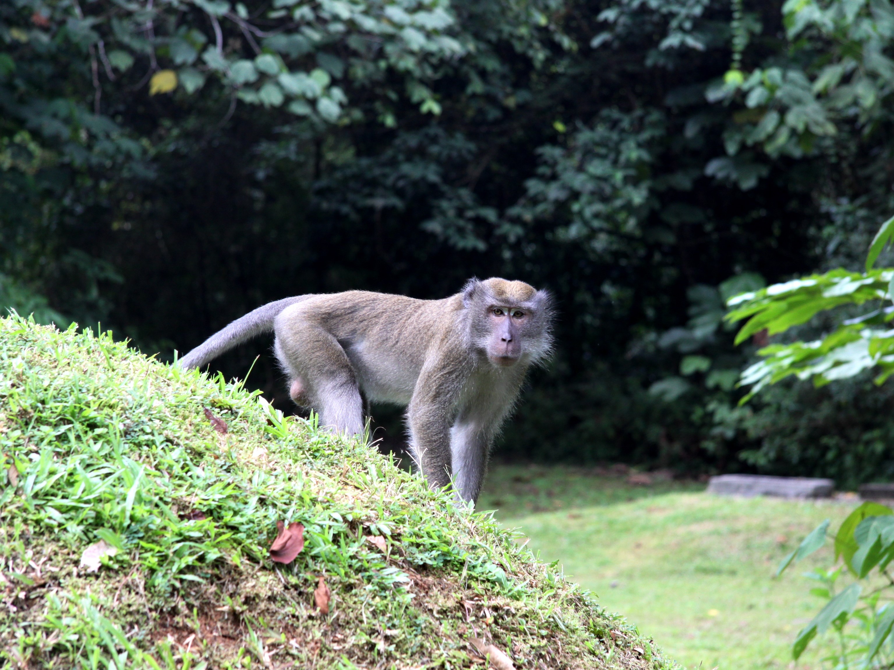 macaque