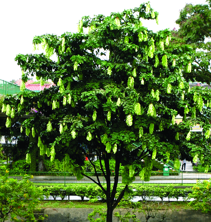 Maniltoa browneoides_Tee Swee Ping
