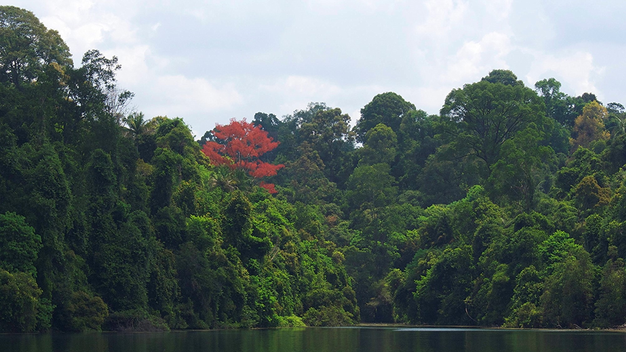 Mature Secondary Forest_Central Catchment Nature Reserve