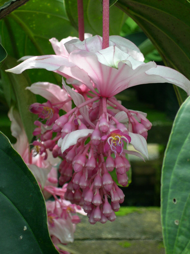 Medinilla magnifica (3)
