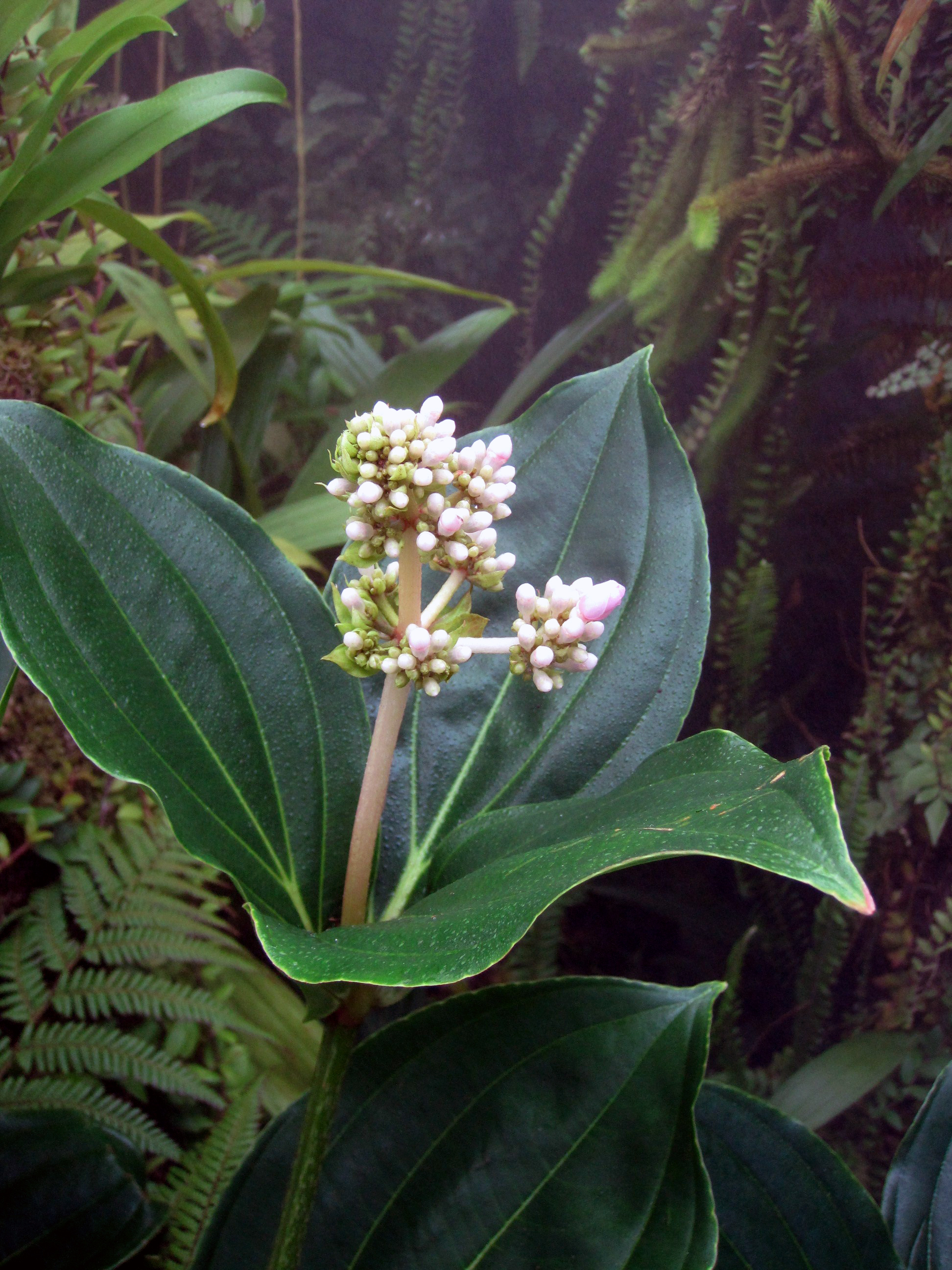 Medinilla magnifica_Vicky Lim Yen Ngoh (2)