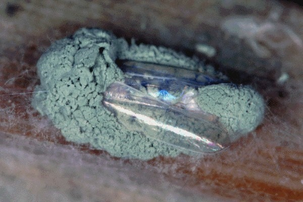 Metarhizium anisopliae