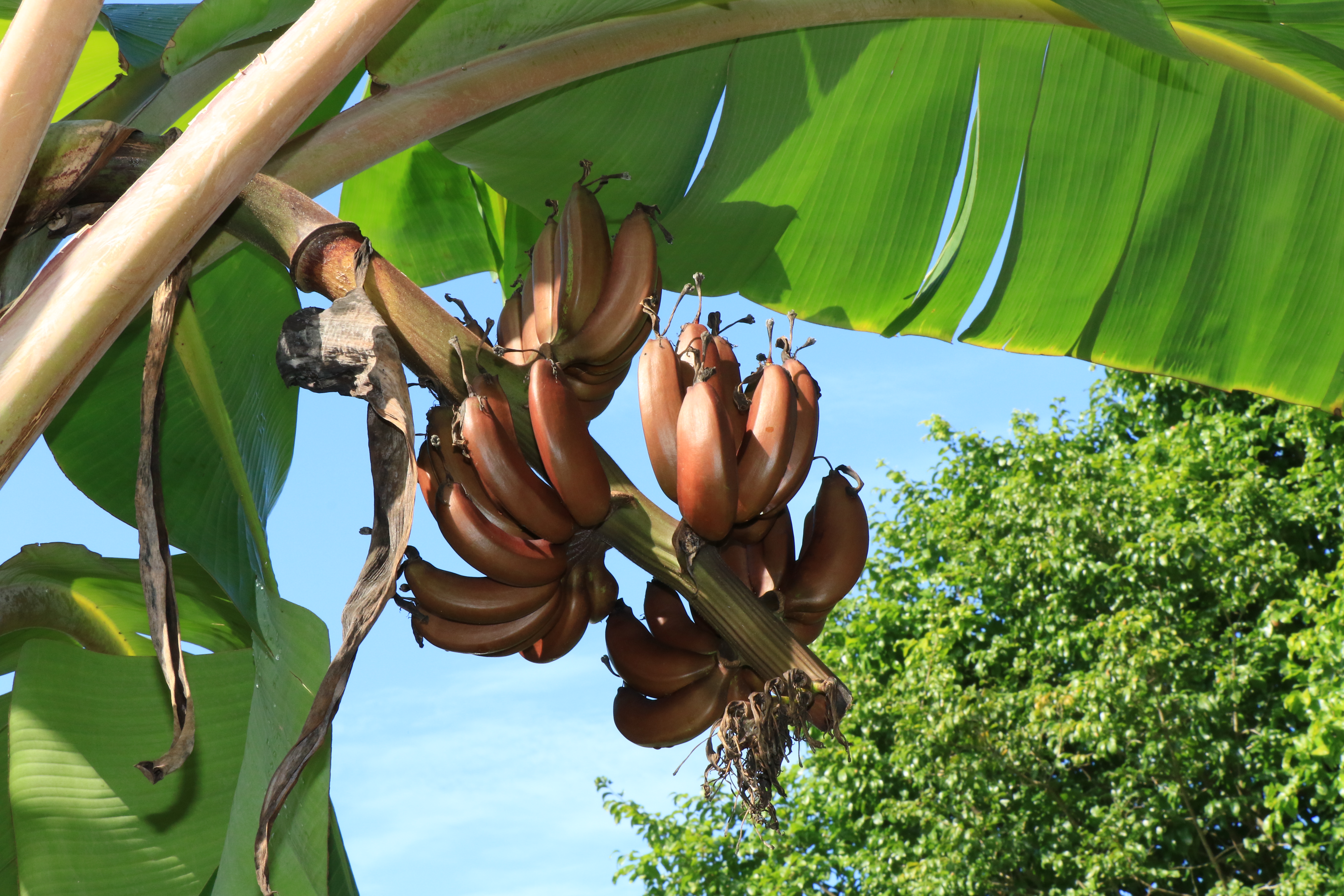 Musa _Pisang Raja Udang