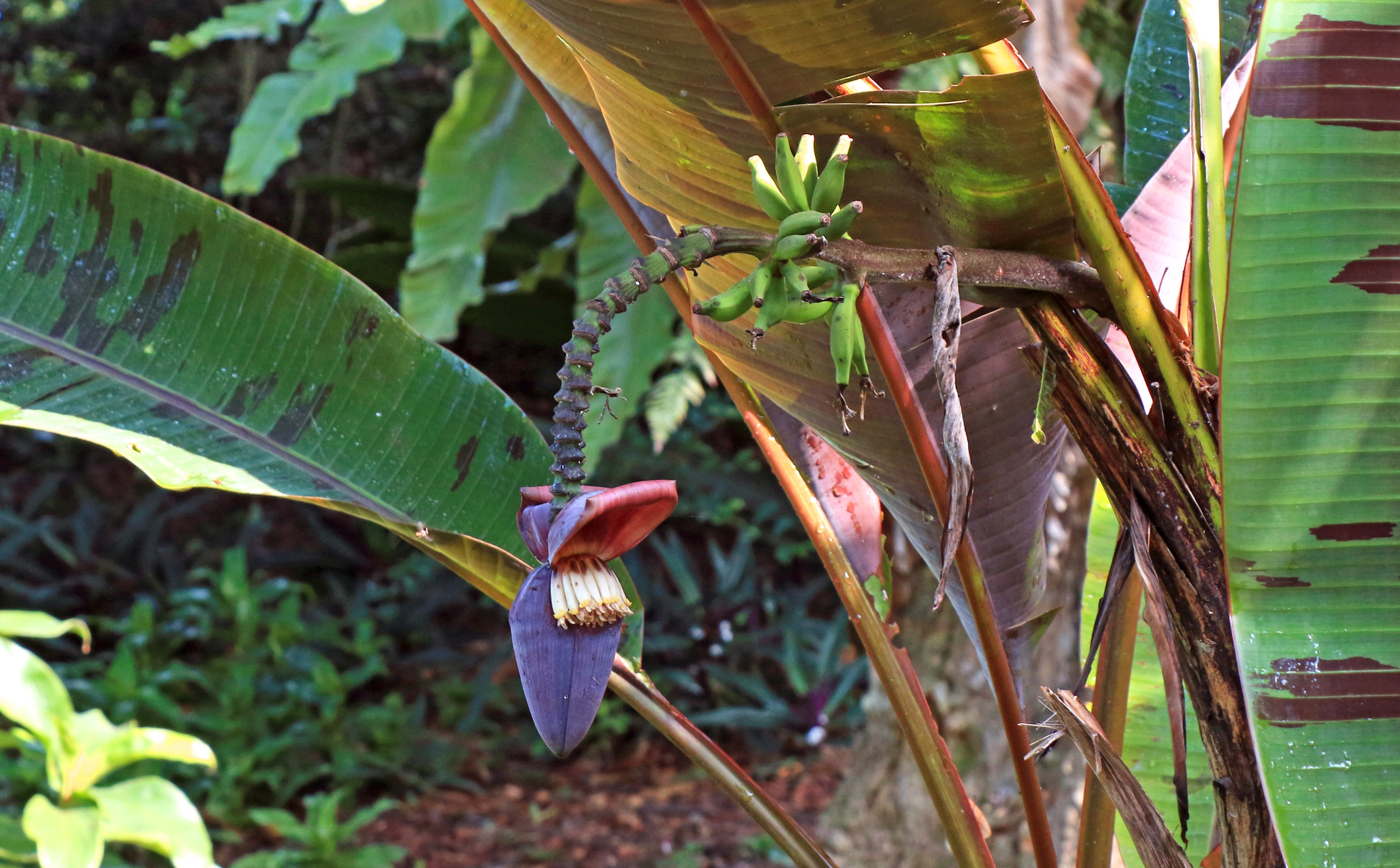 Musa acuminata var. sumatrana