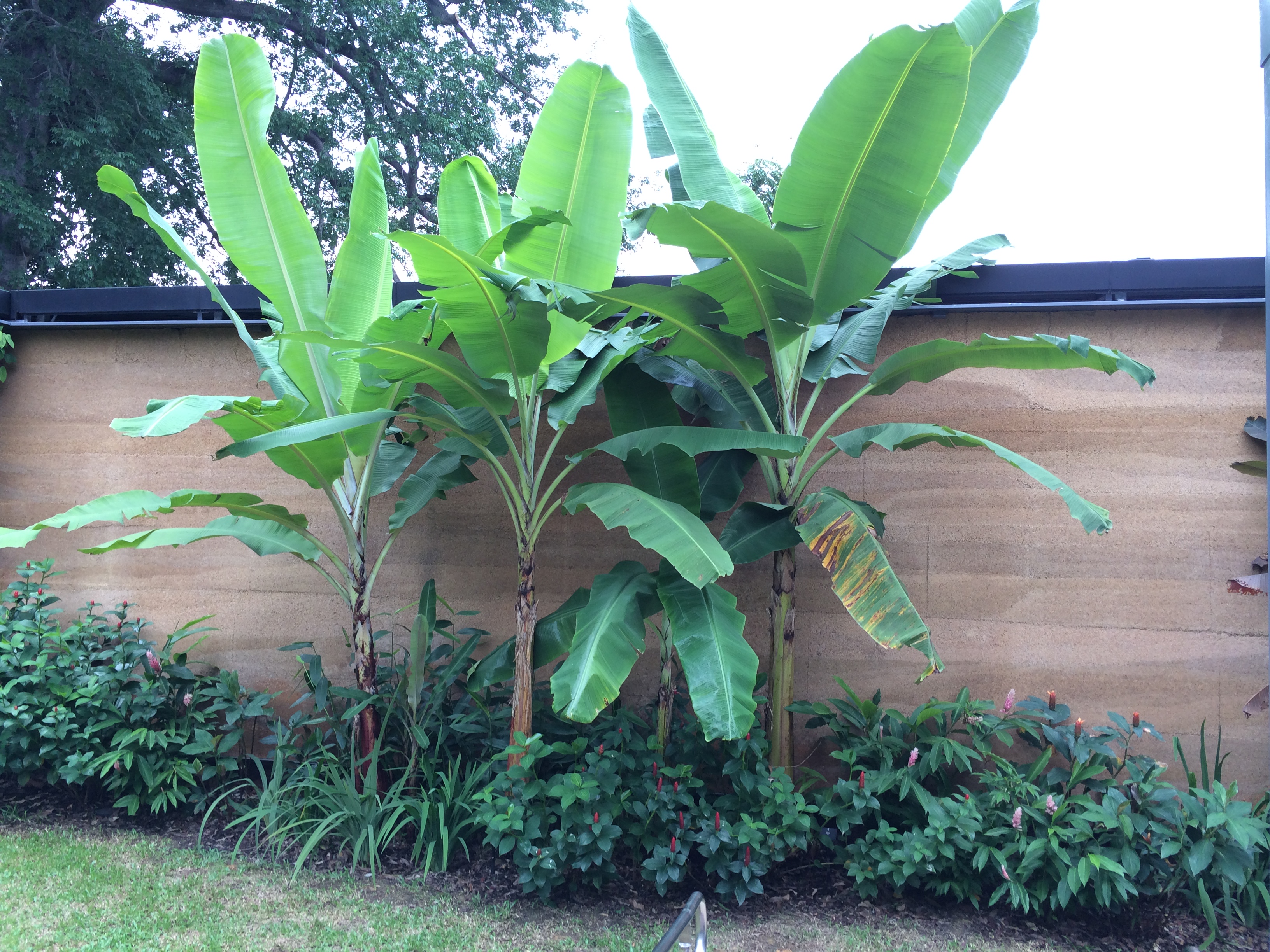 Musa acuminata x balbisiana