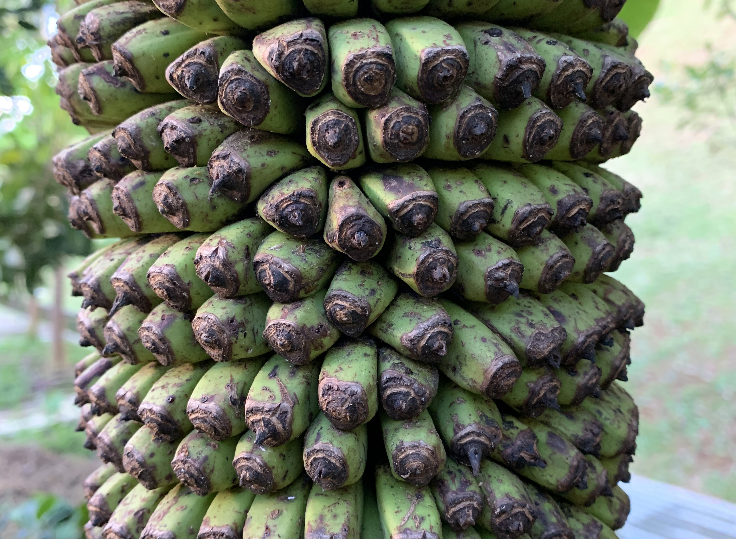 Musa Thousand Fingers