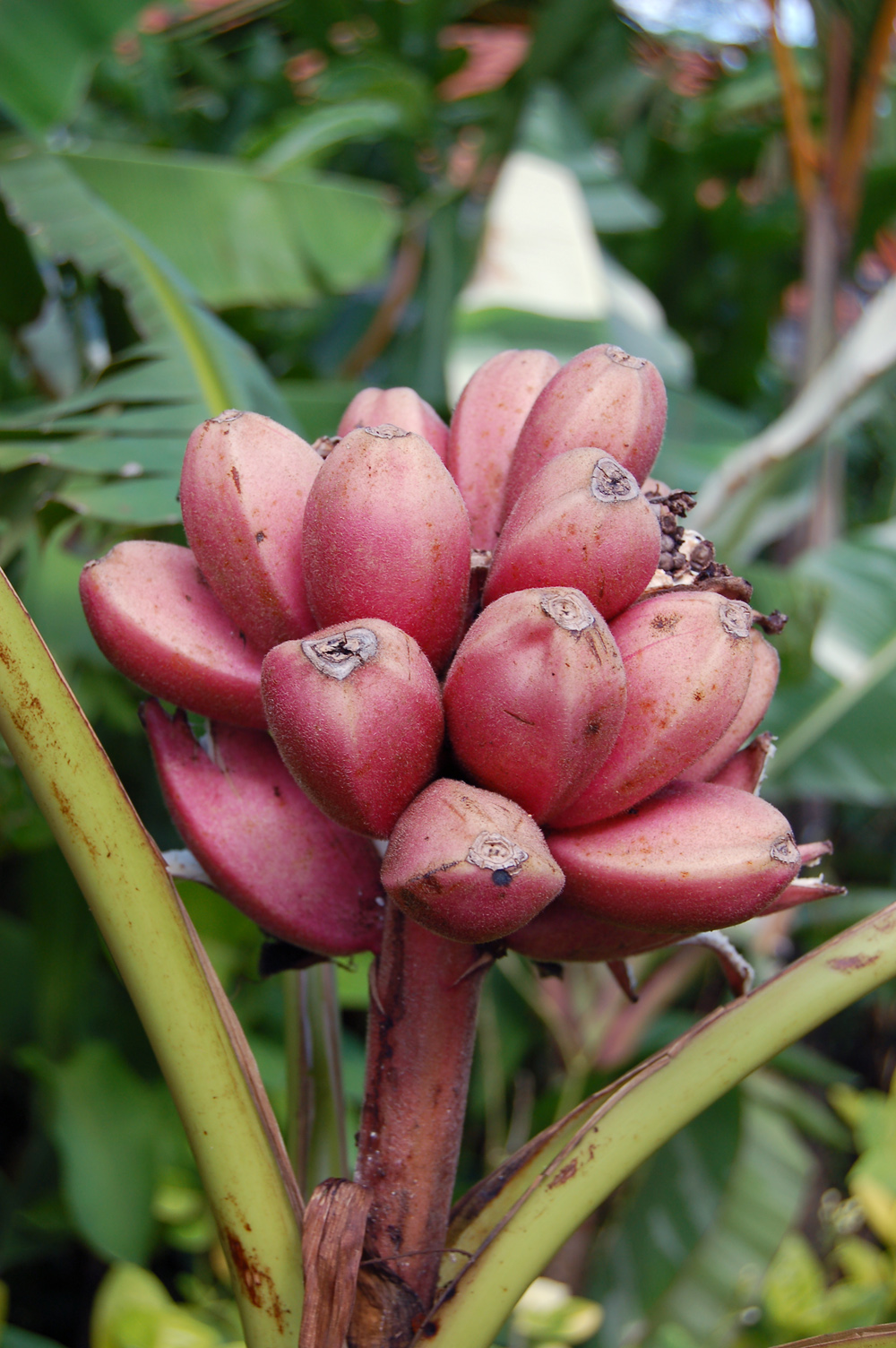 Musa velutina