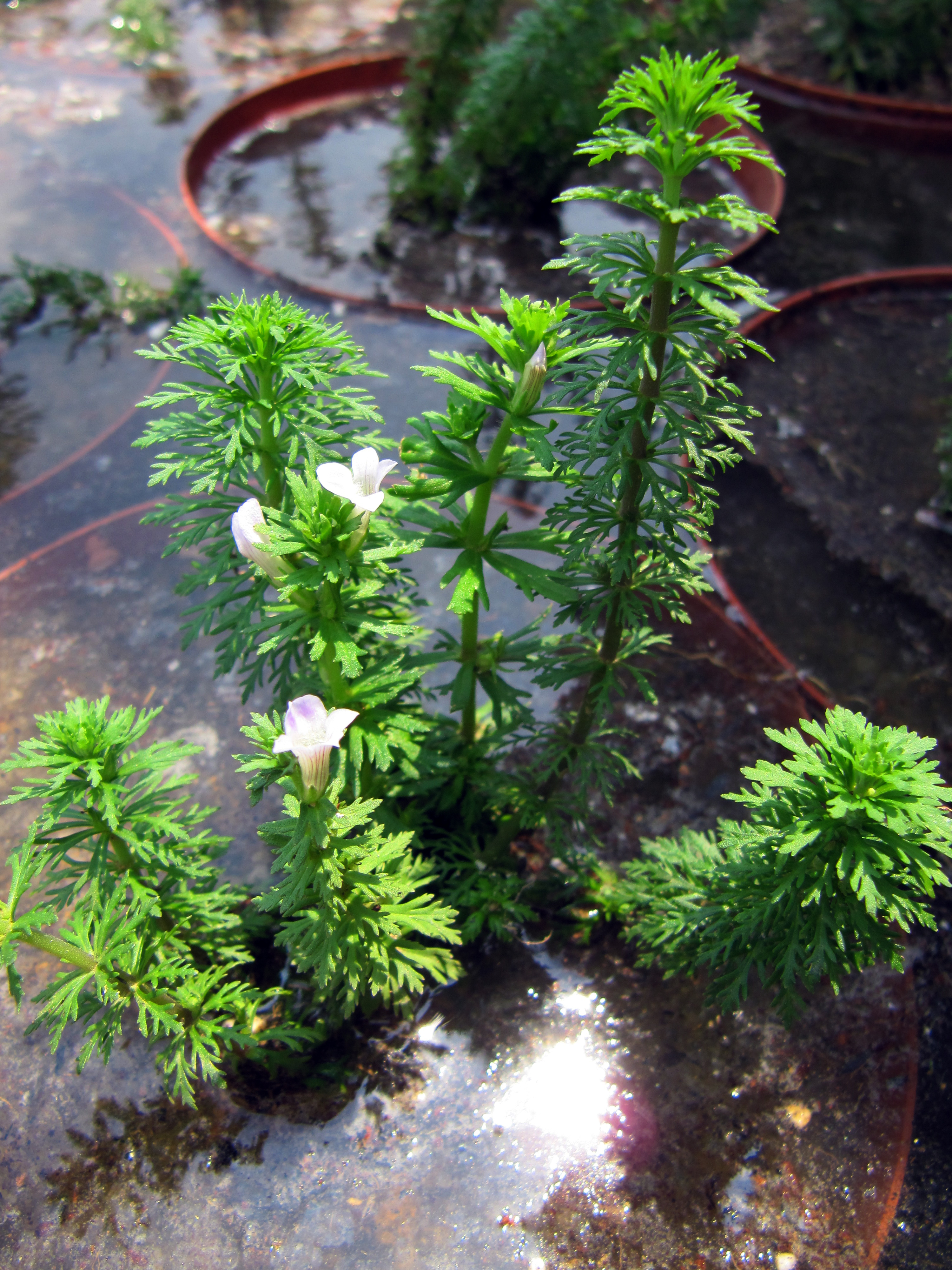 Myriophyllum aquaticum