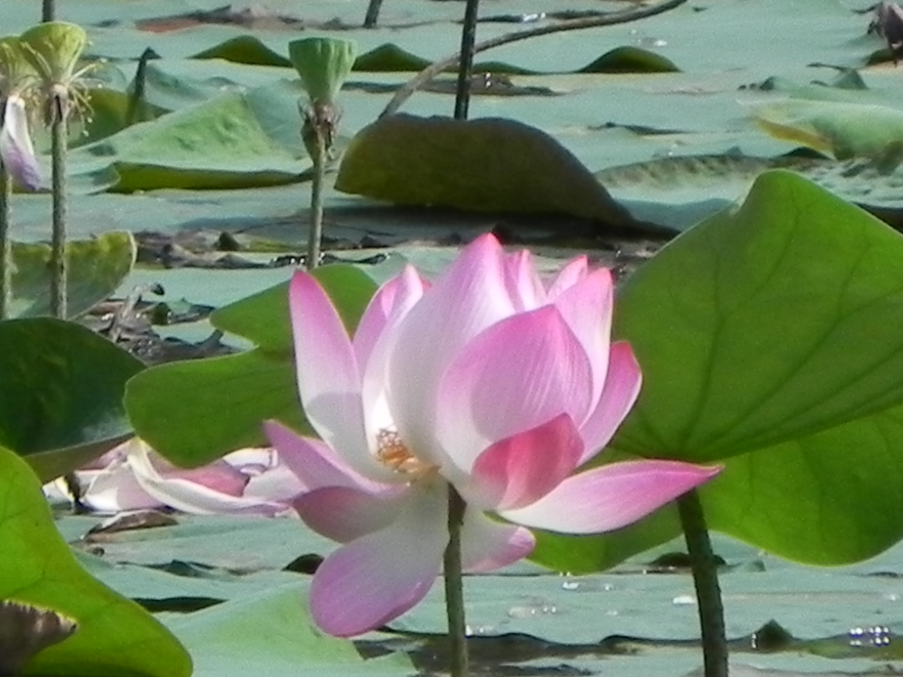 Nelumbo nucifera  Chua Liat Seng Gary
