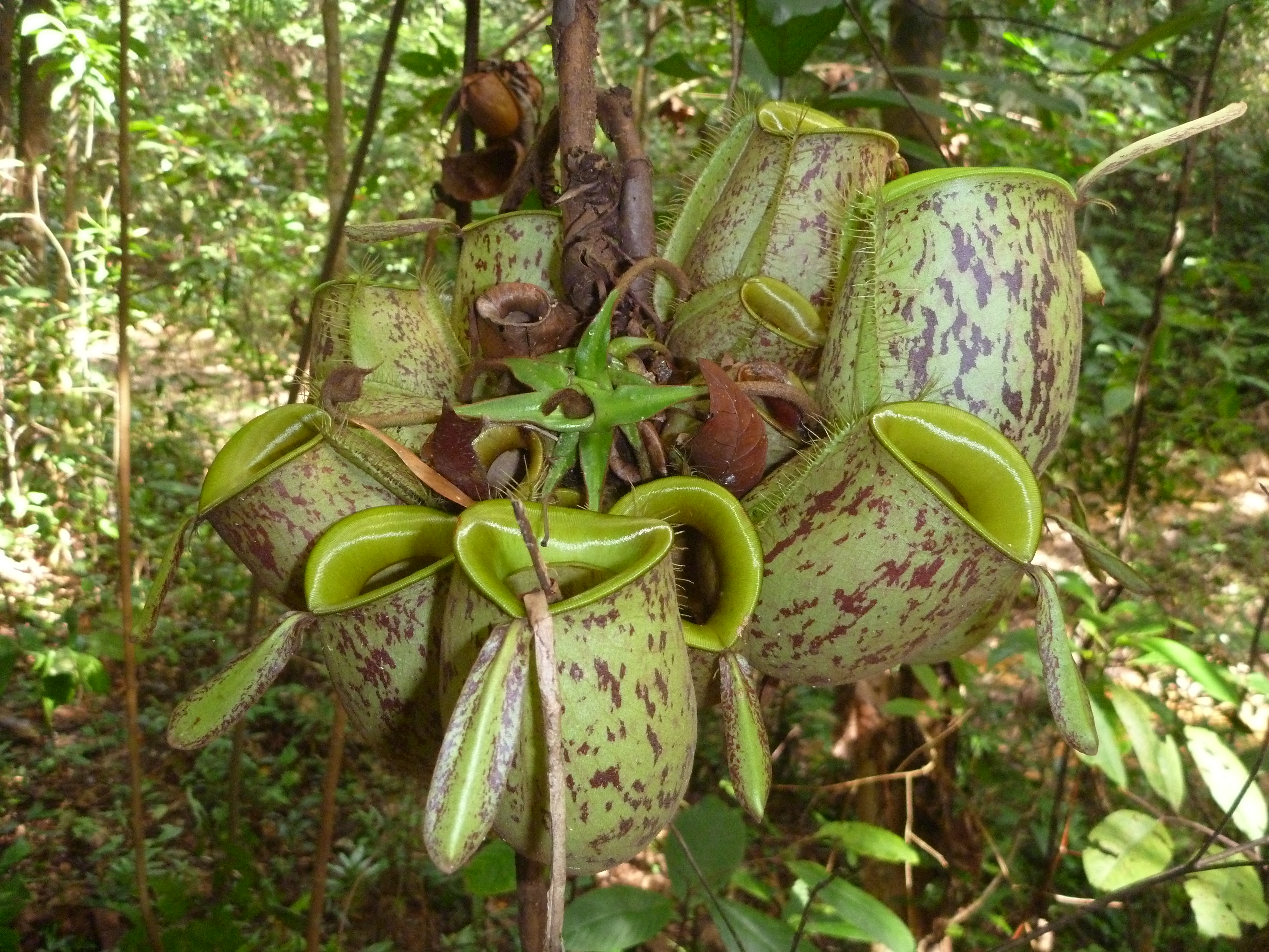 Nepenthes ampullaria