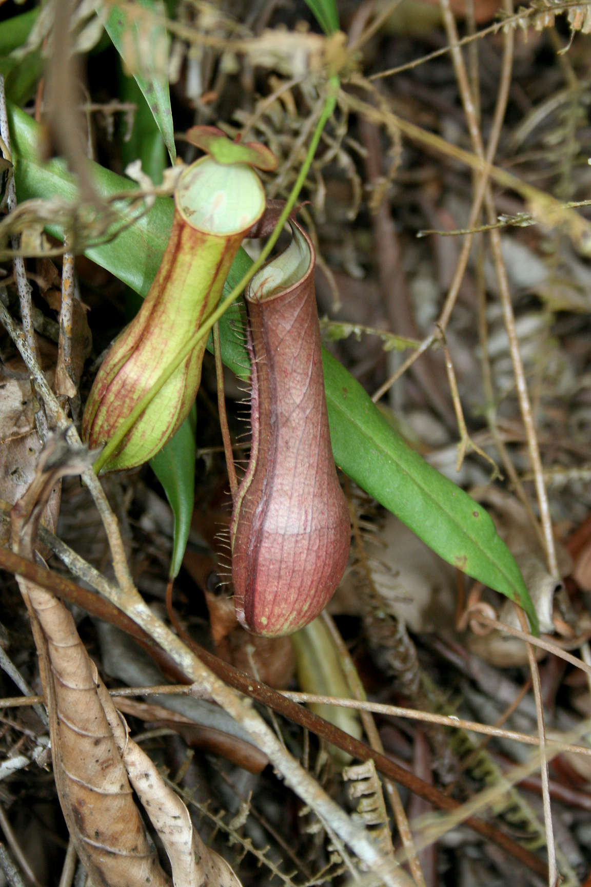 Nepenthes gracilis