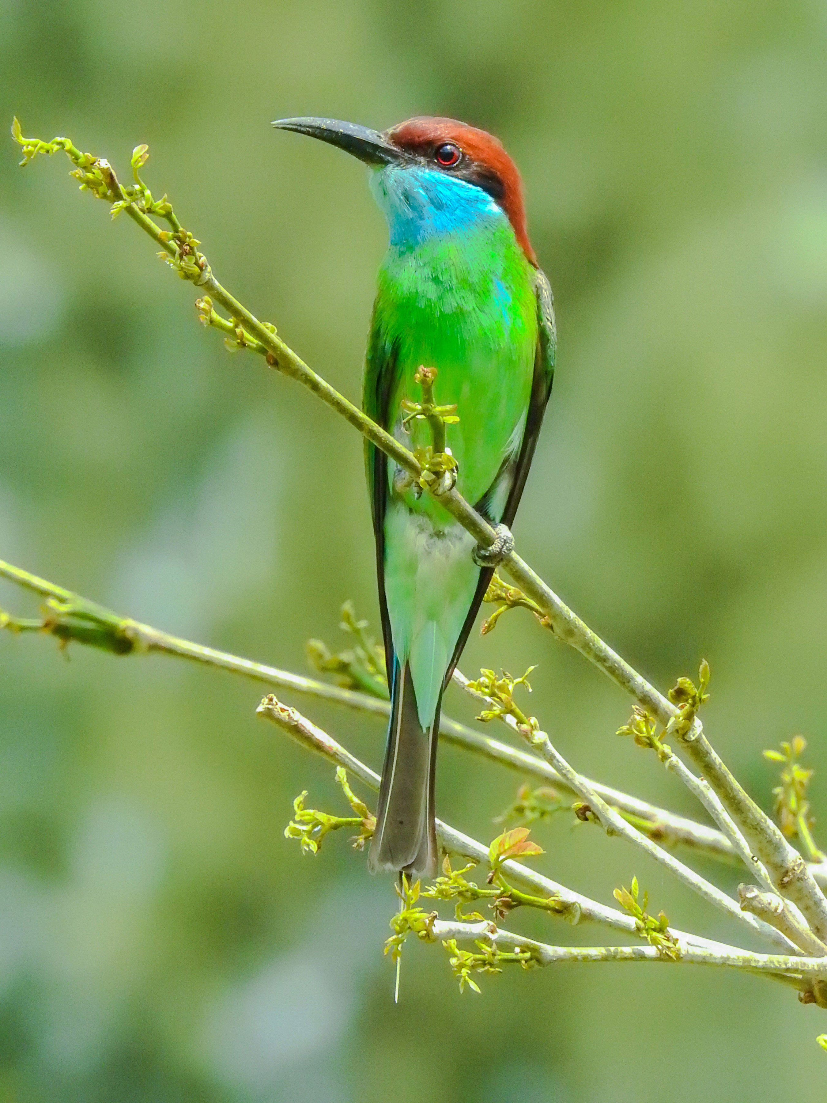 Blue-throated-Bee-ea