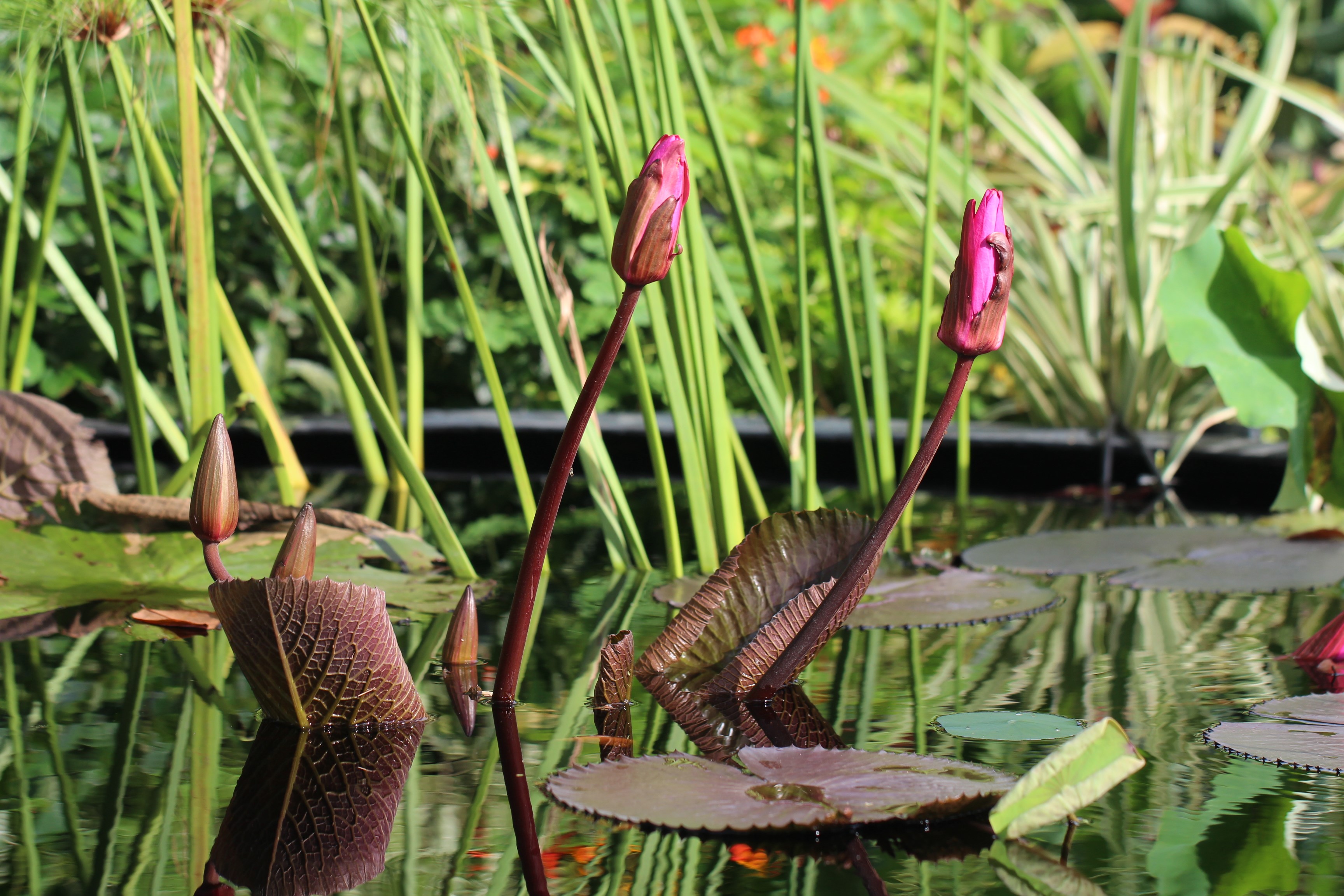 Nymphaea_rubra_Shi_Biying