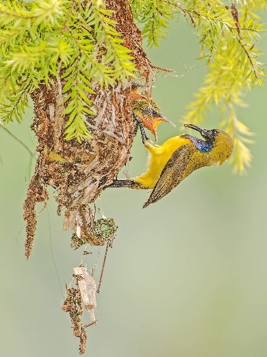 Olive backed Sunbird