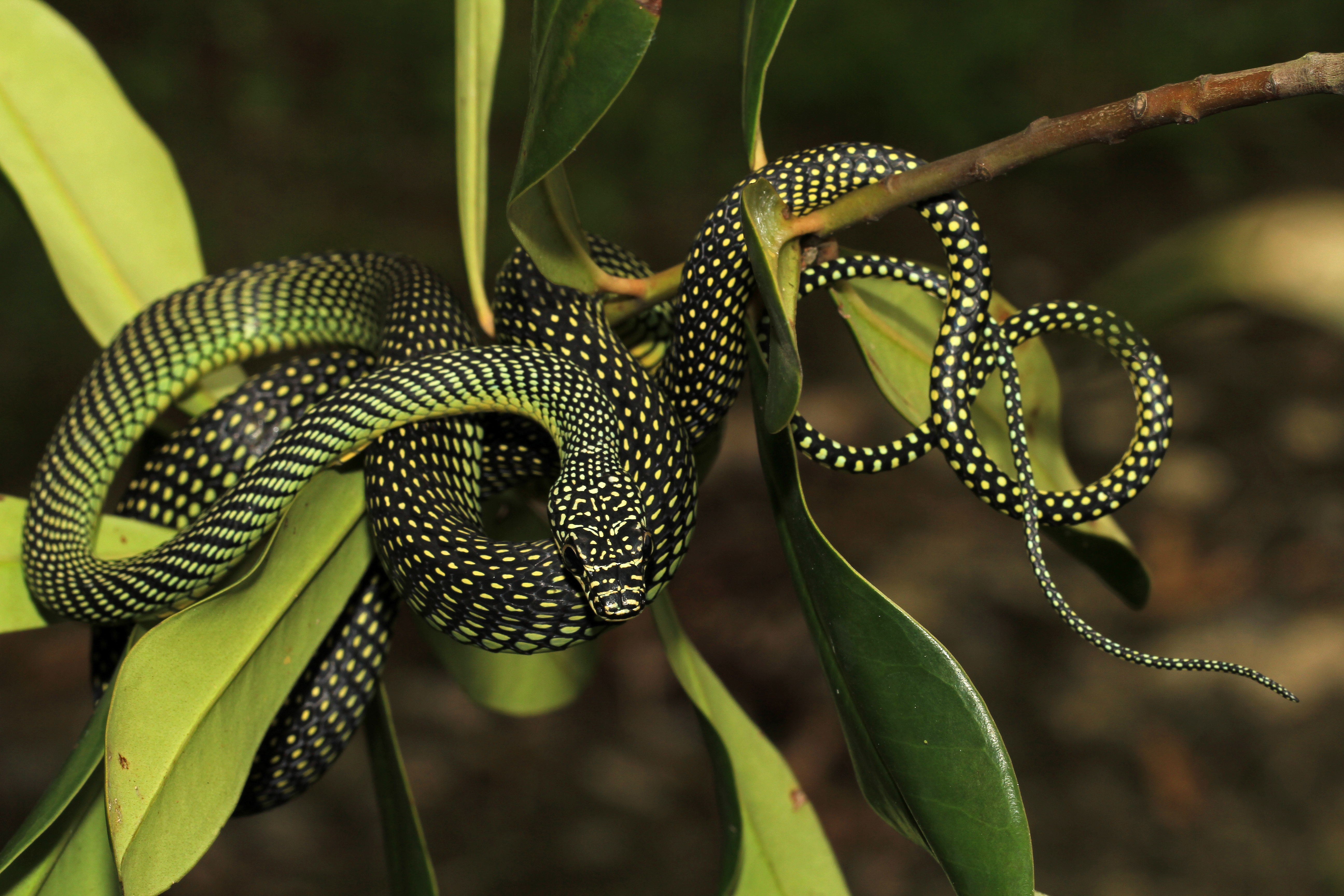 Paradise Green Snake