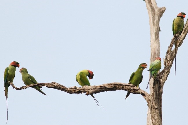 Parakeet