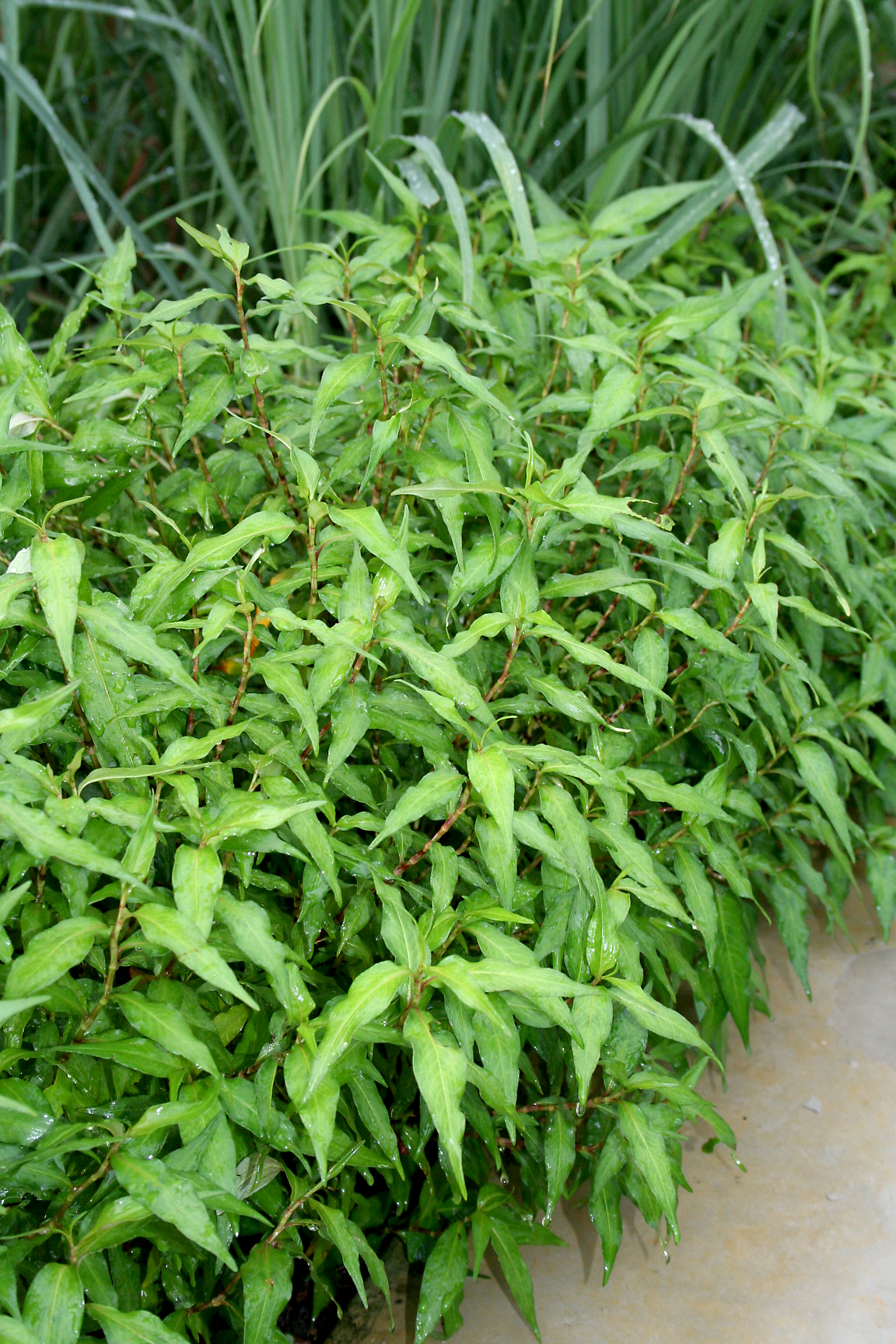 Persicaria odorata