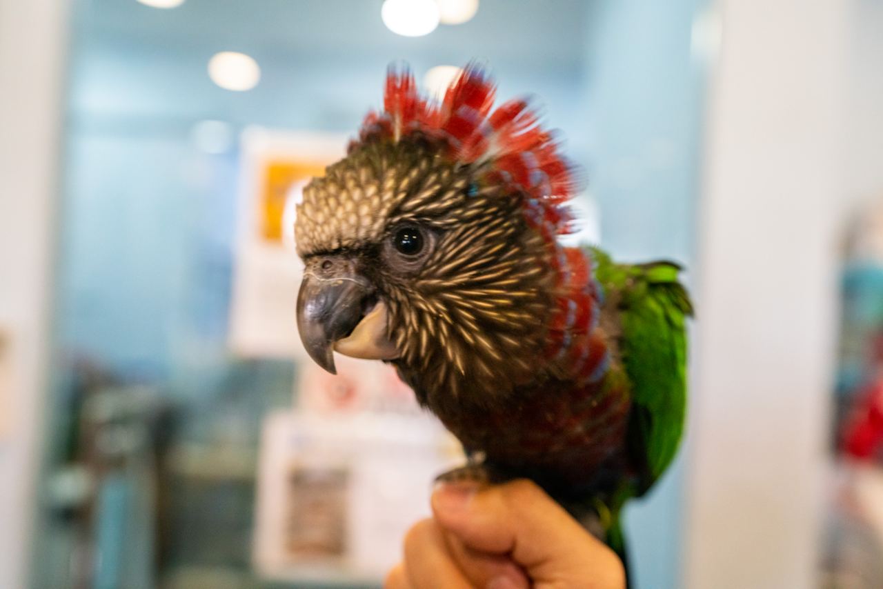 parrot 3