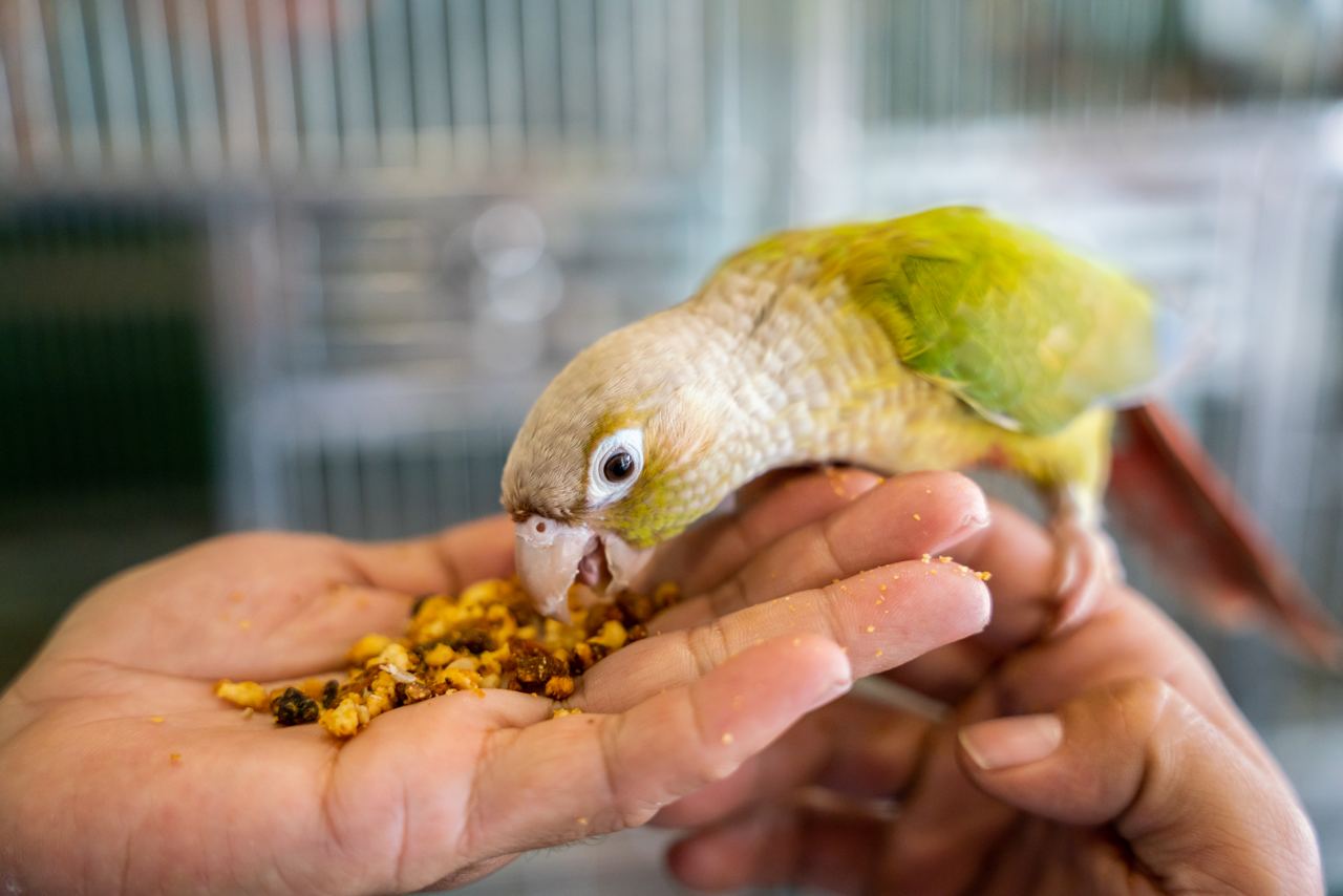 parrot 1